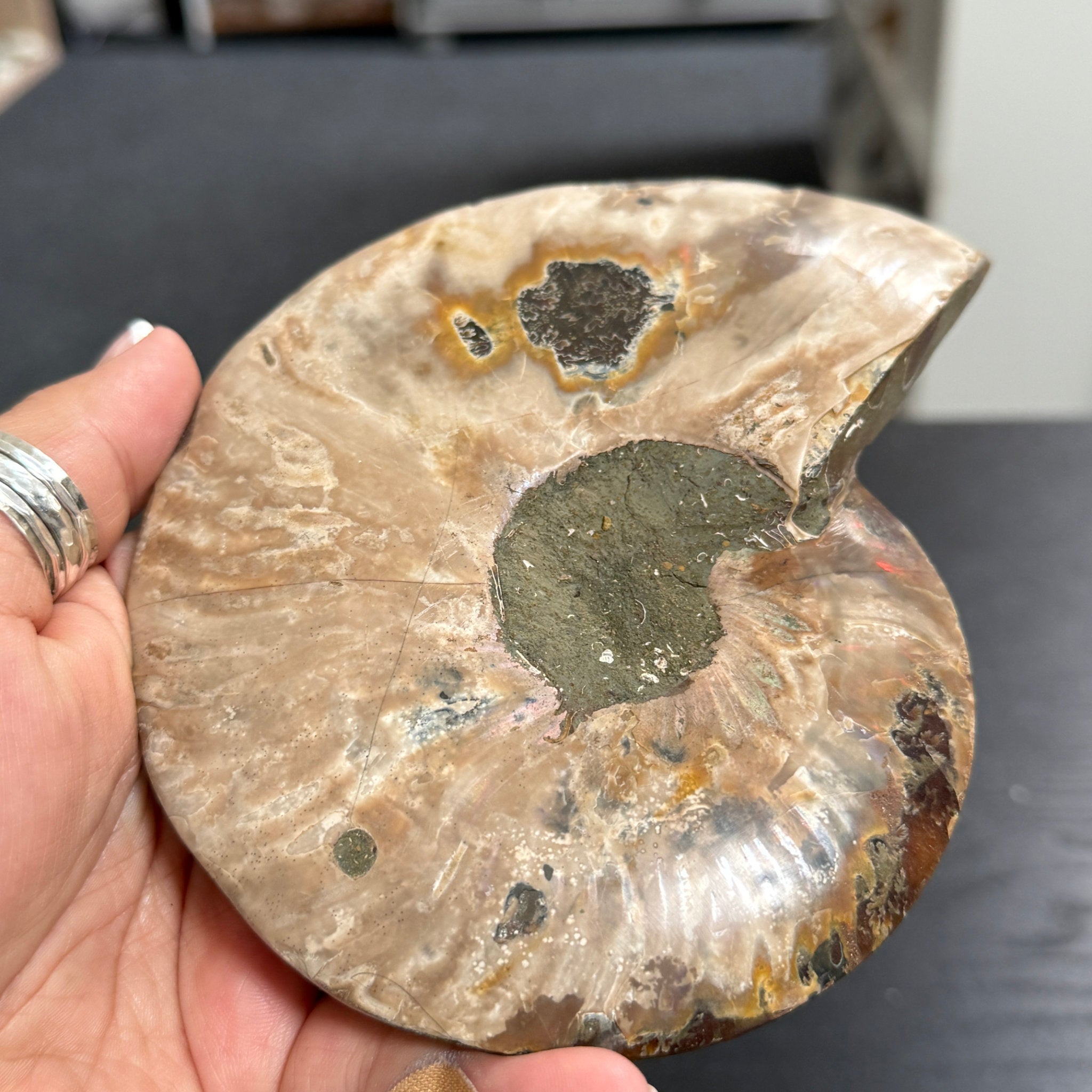 Split Golden Brown & Blonde Ammonite - Madagascar