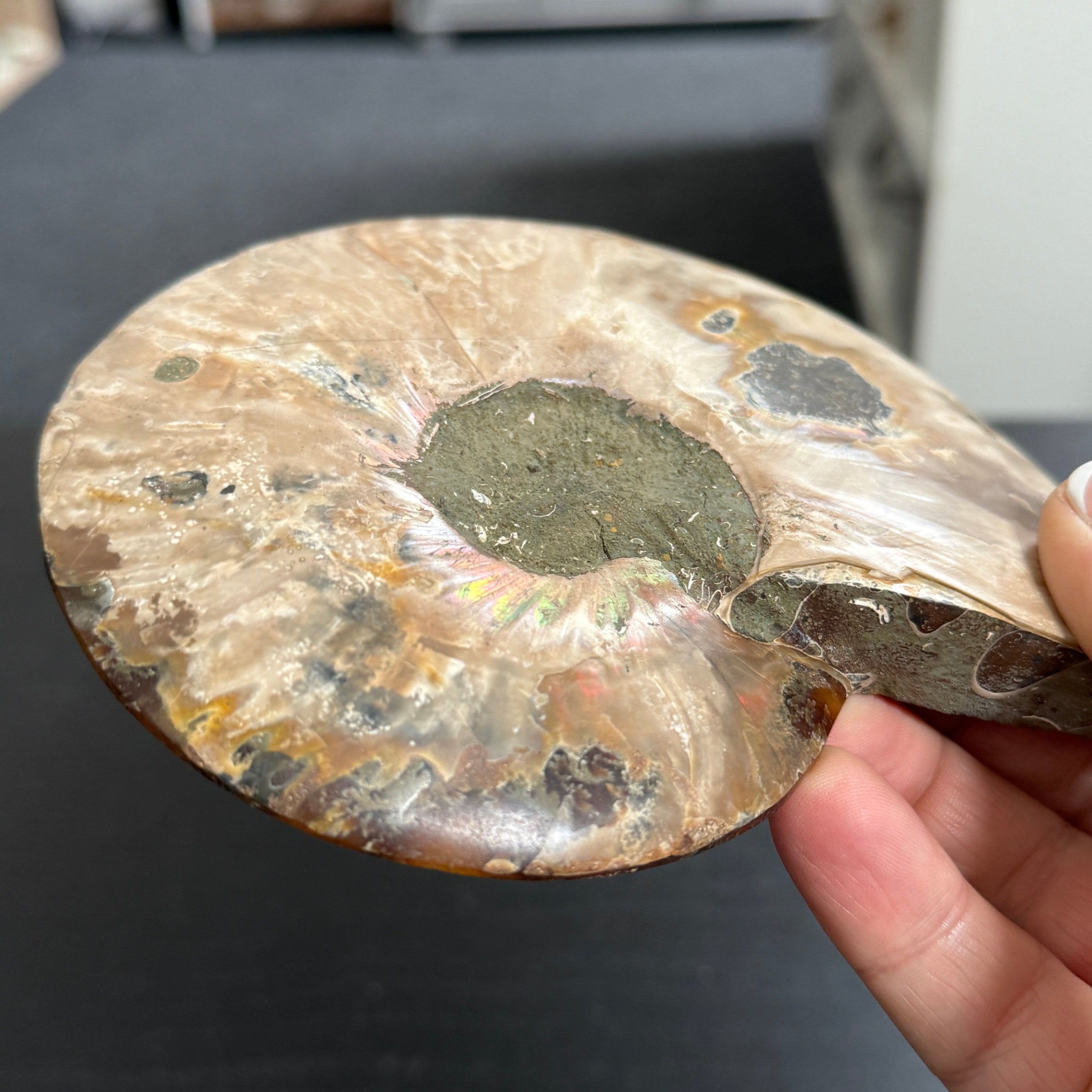 Split Golden Brown & Blonde Ammonite - Madagascar