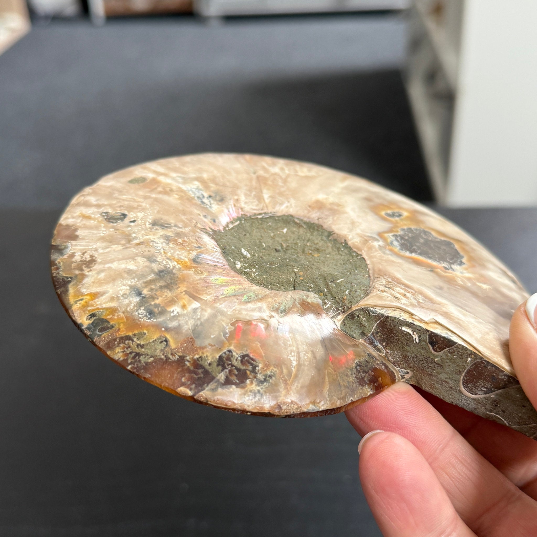 Split Golden Brown & Blonde Ammonite - Madagascar