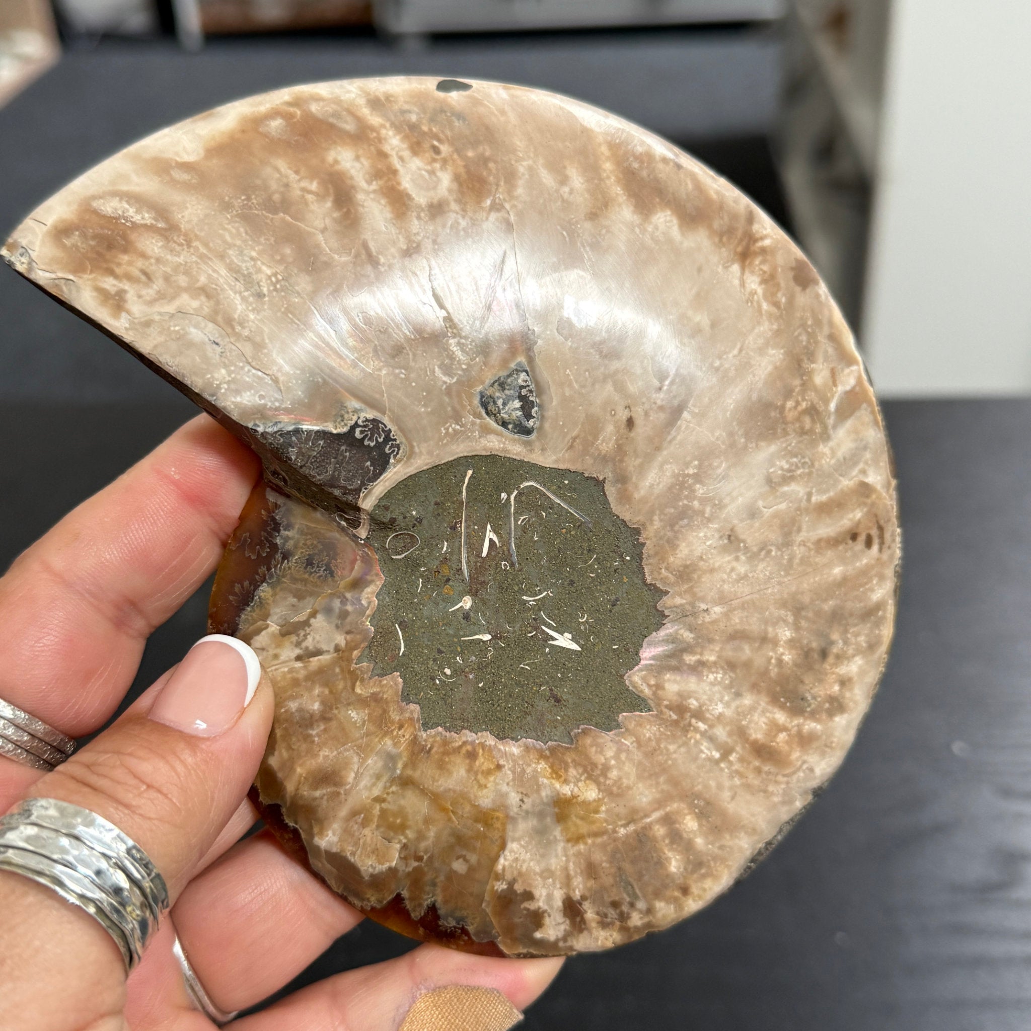 Split Golden Brown & Blonde Ammonite - Madagascar