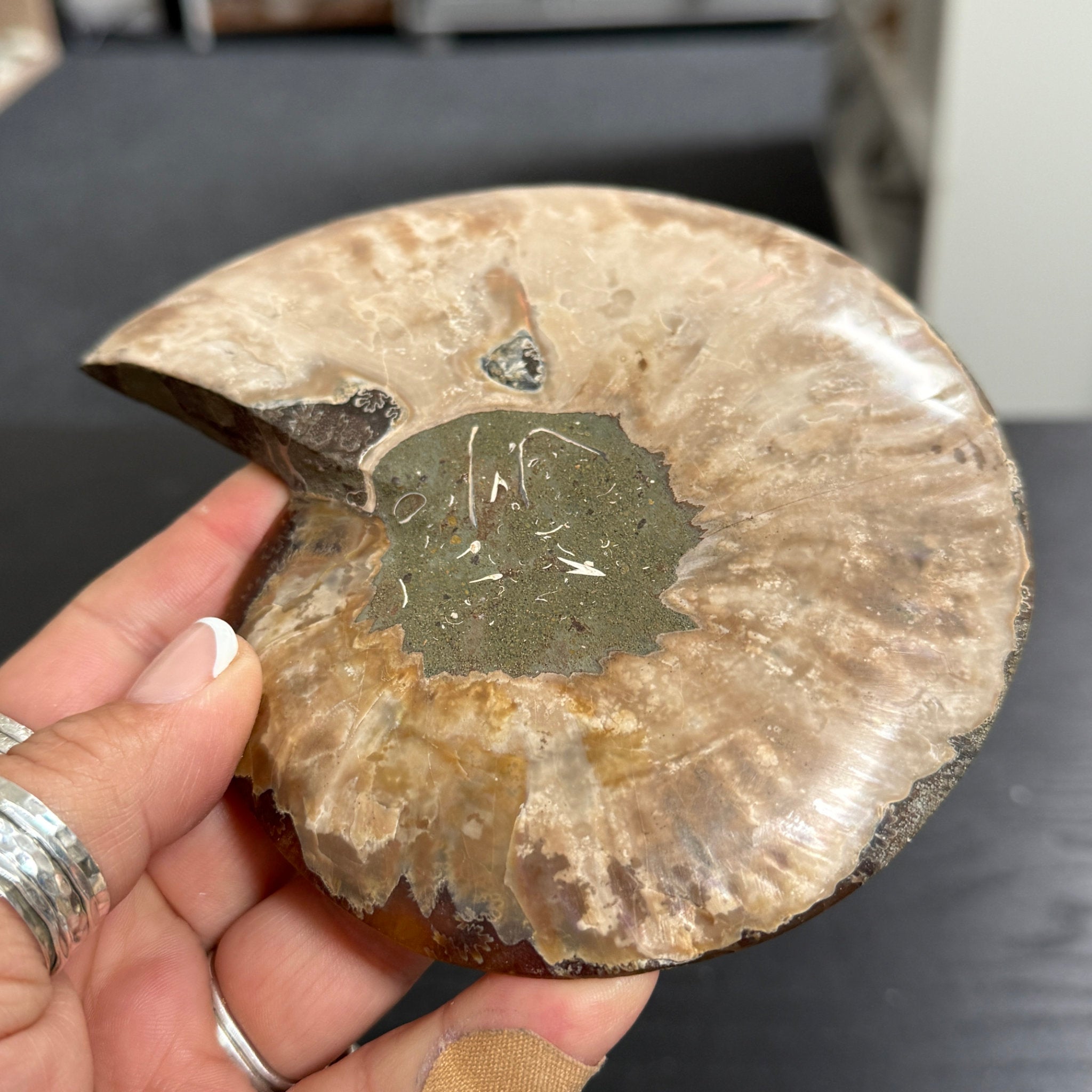 Split Golden Brown & Blonde Ammonite - Madagascar