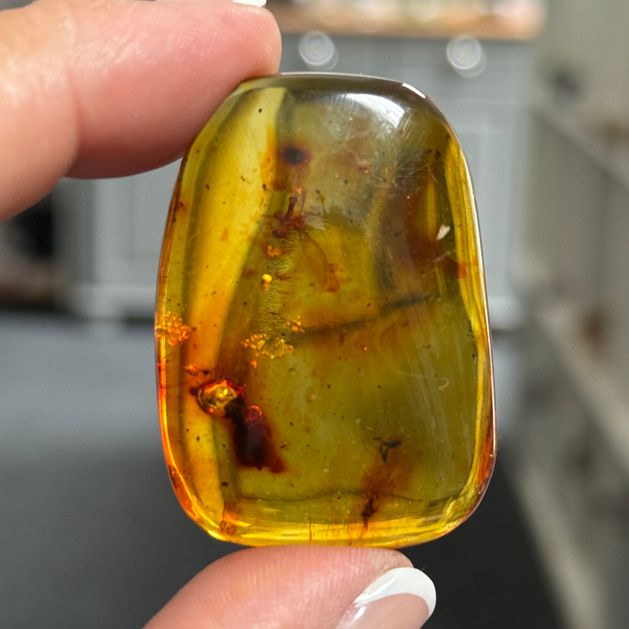 🧡 Colombian Amber with insects and plant life
