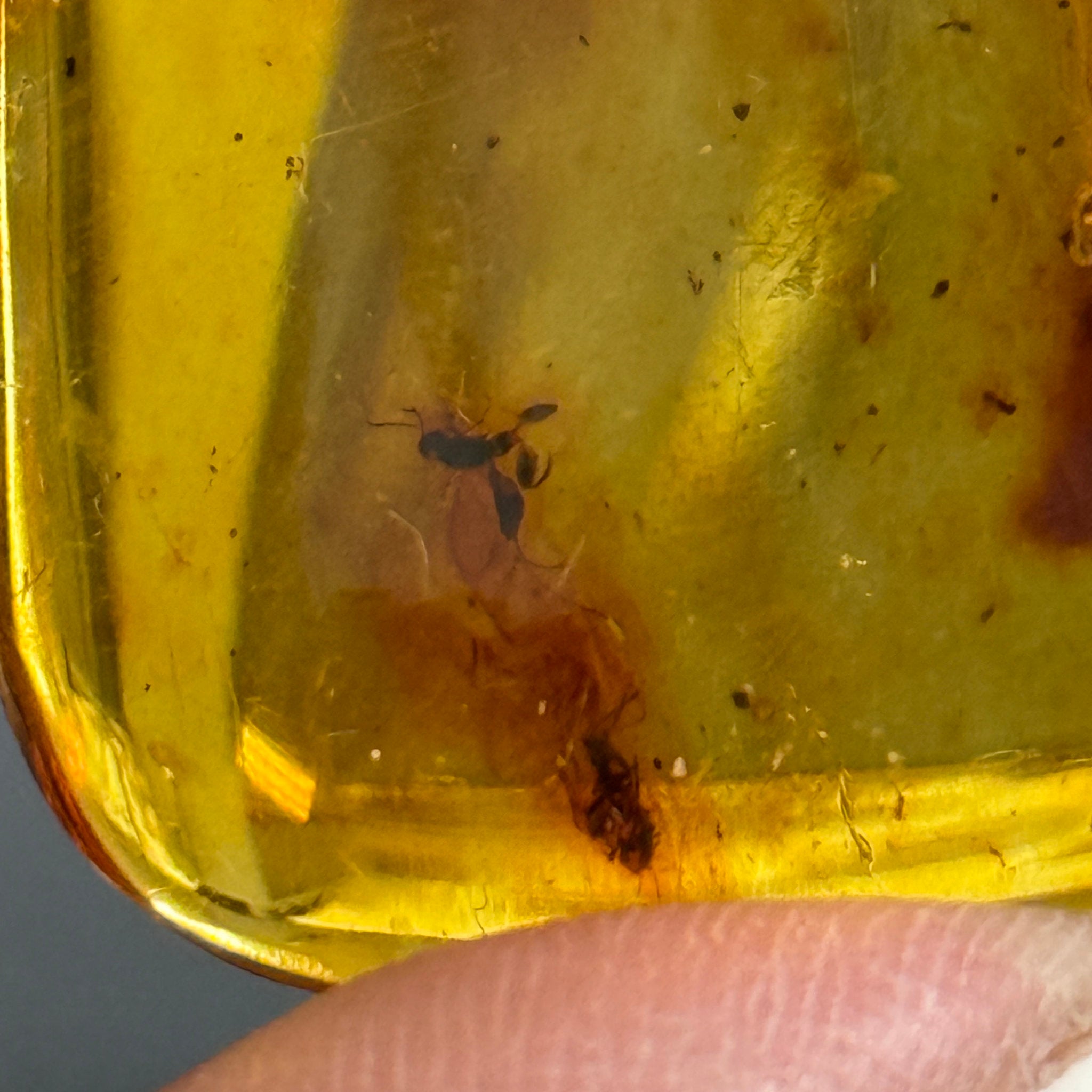 🧡 Colombian Amber with insects and plant life