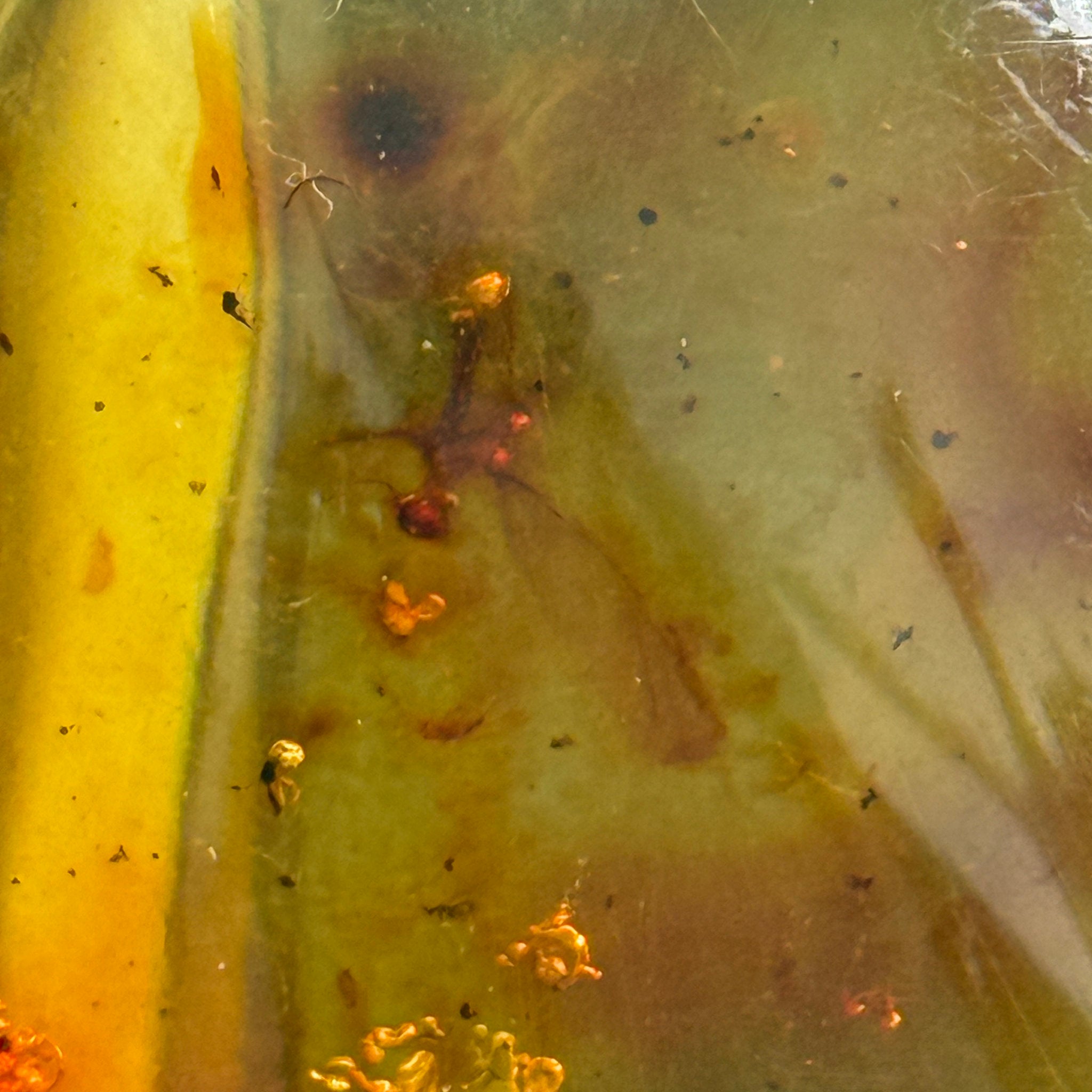 🧡 Colombian Amber with insects and plant life