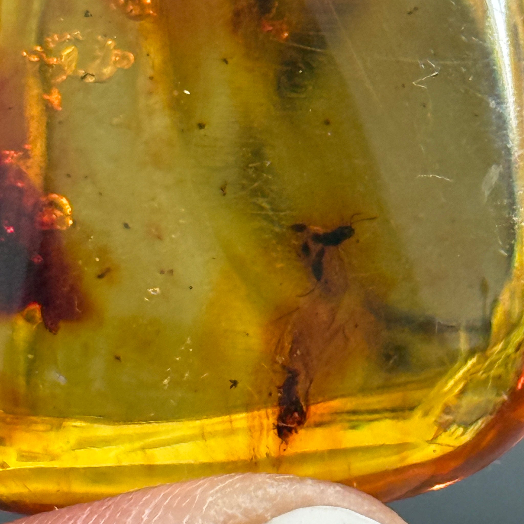 🧡 Colombian Amber with insects and plant life