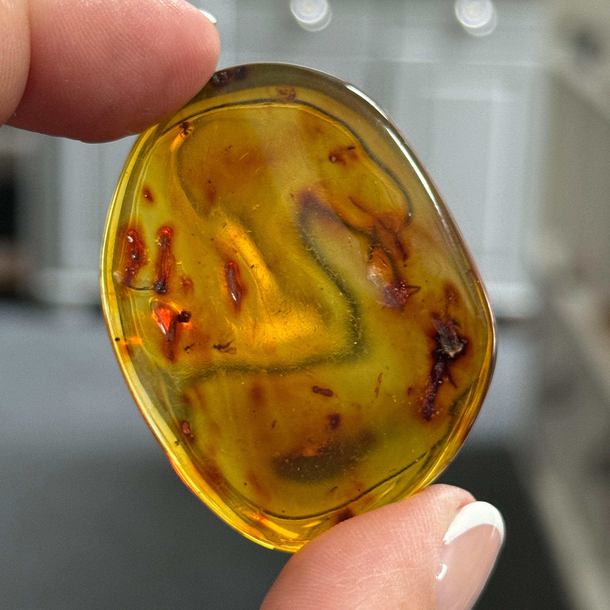🧡 Colombian Amber with insects and plant life