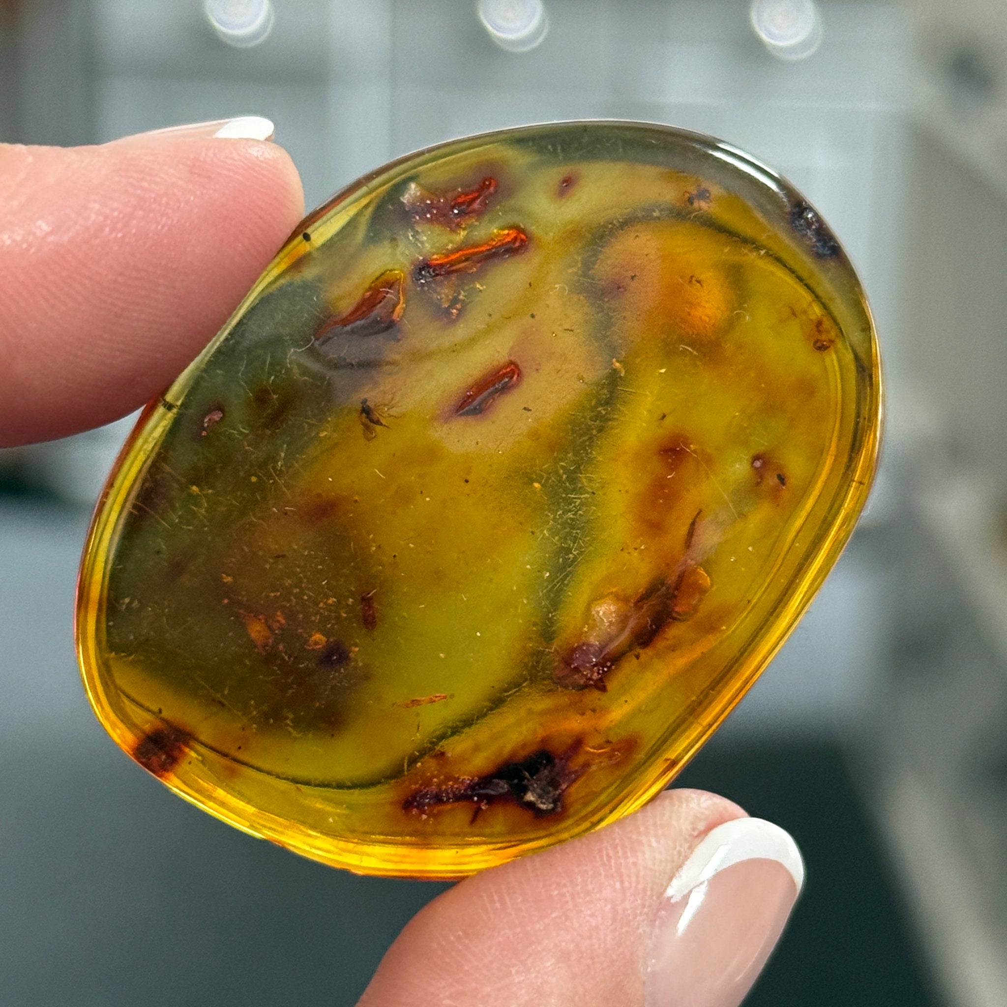 🧡 Colombian Amber with insects and plant life
