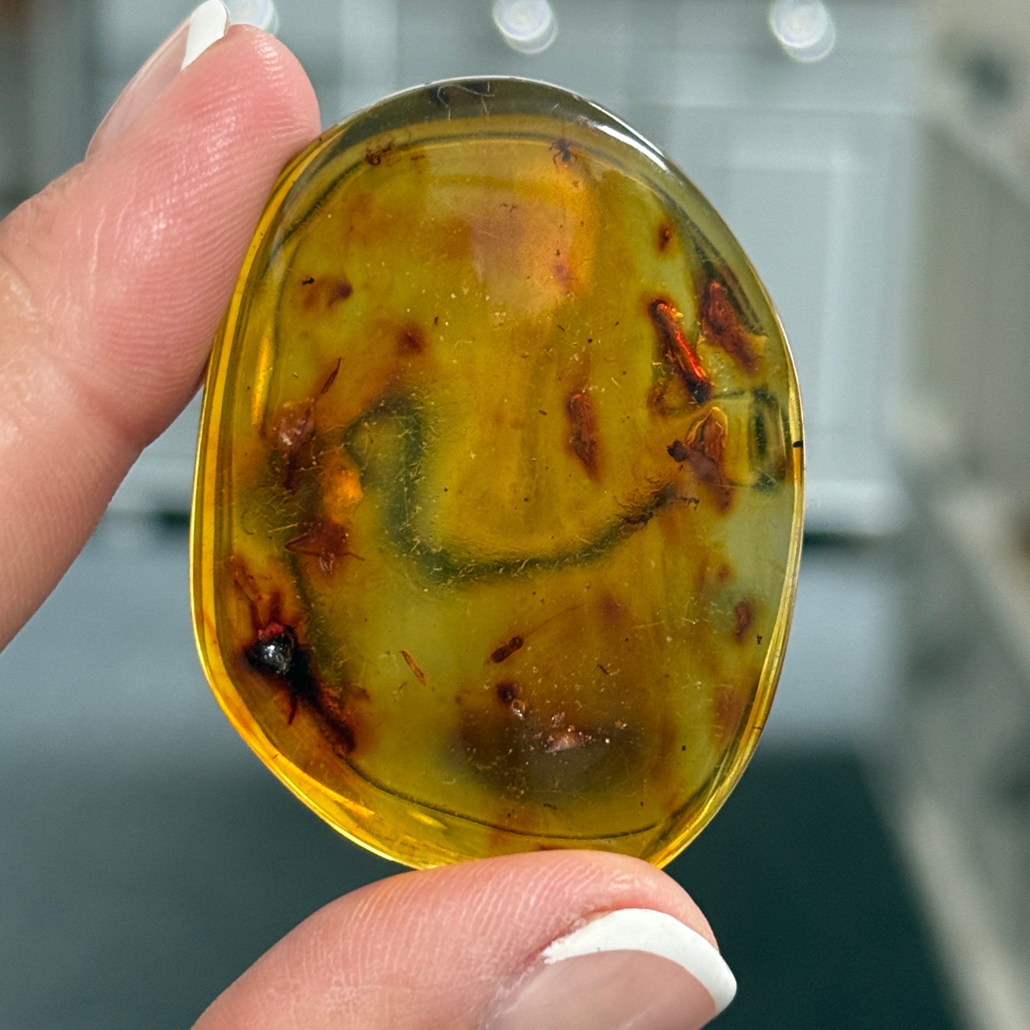 🧡 Colombian Amber with insects and plant life