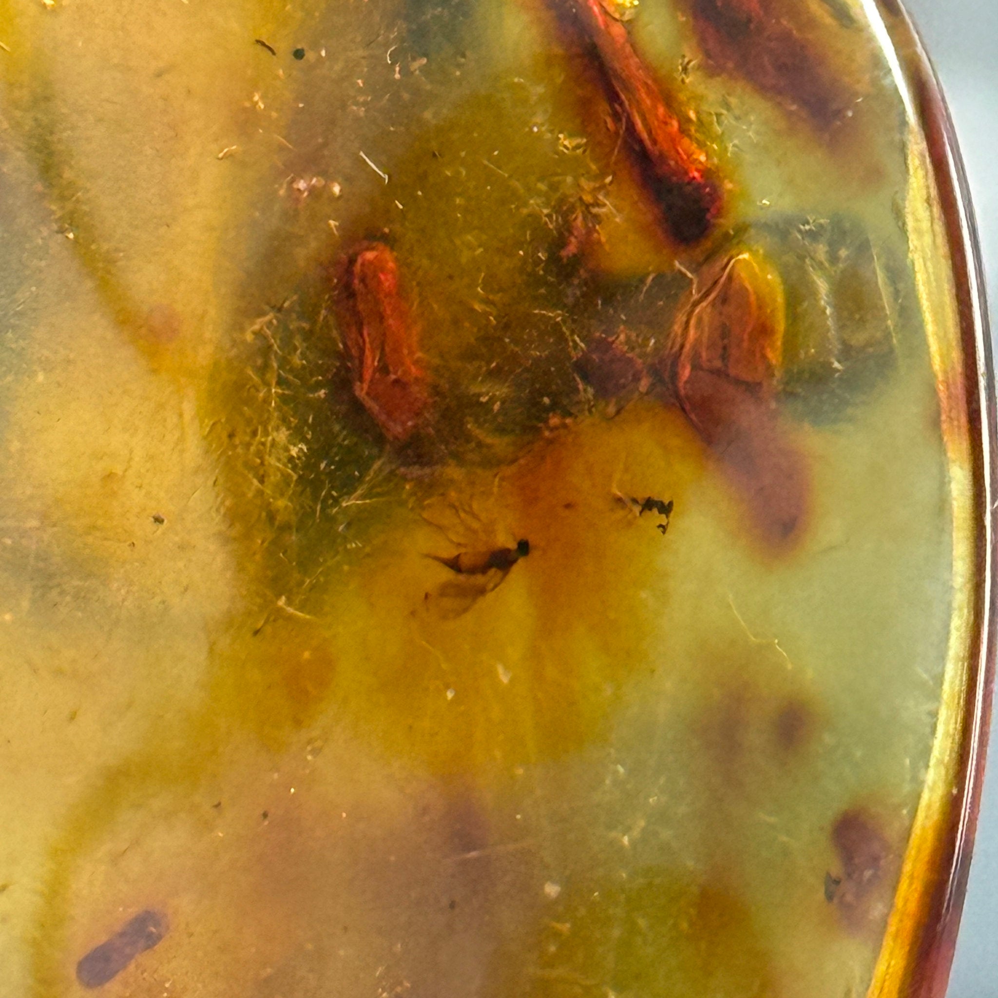 🧡 Colombian Amber with insects and plant life