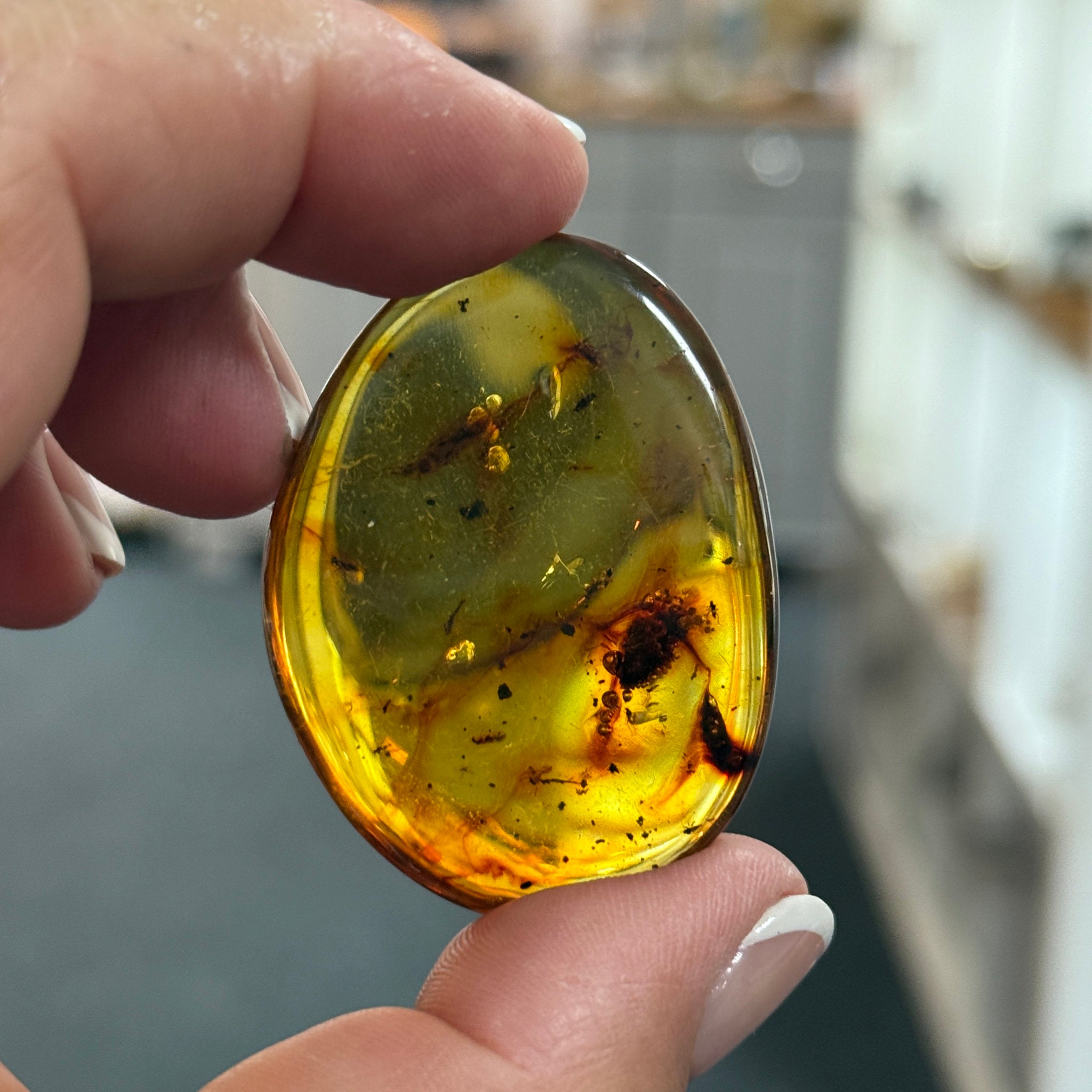 🧡 Colombian Amber with insects and plant life