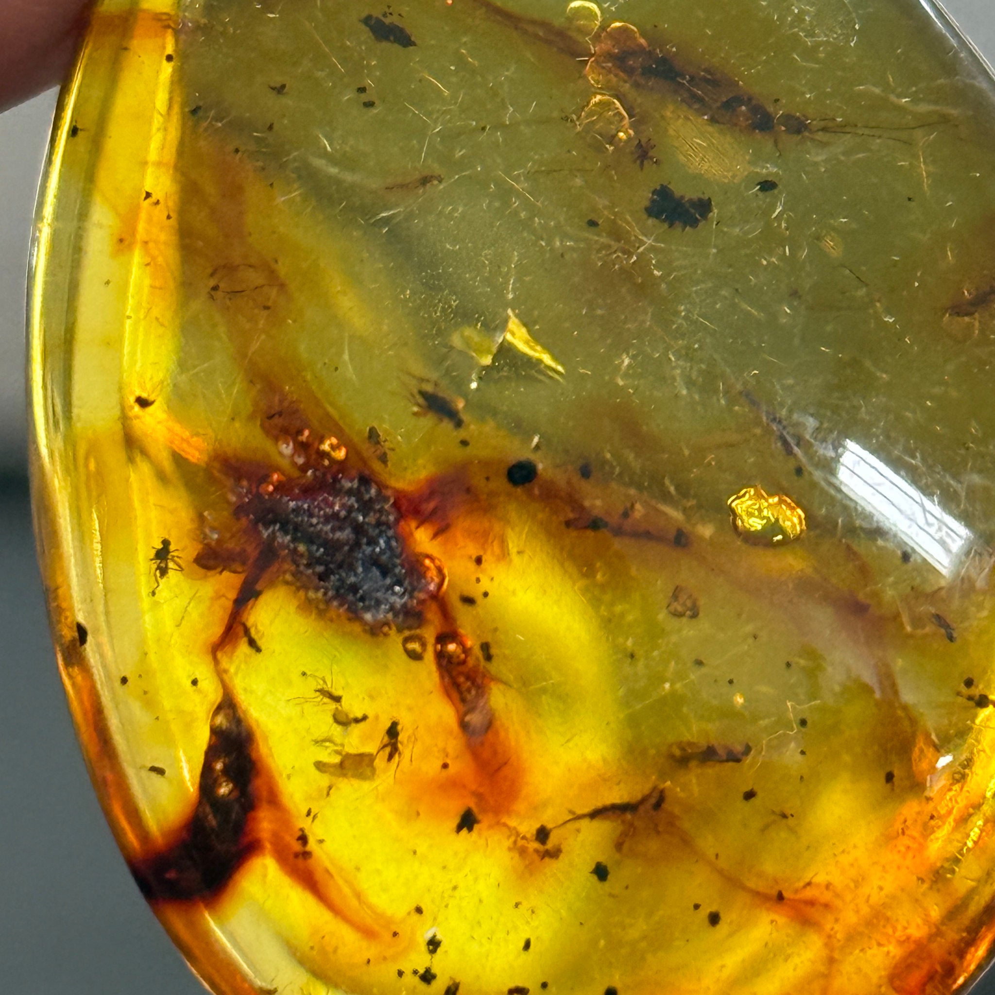 🧡 Colombian Amber with insects and plant life