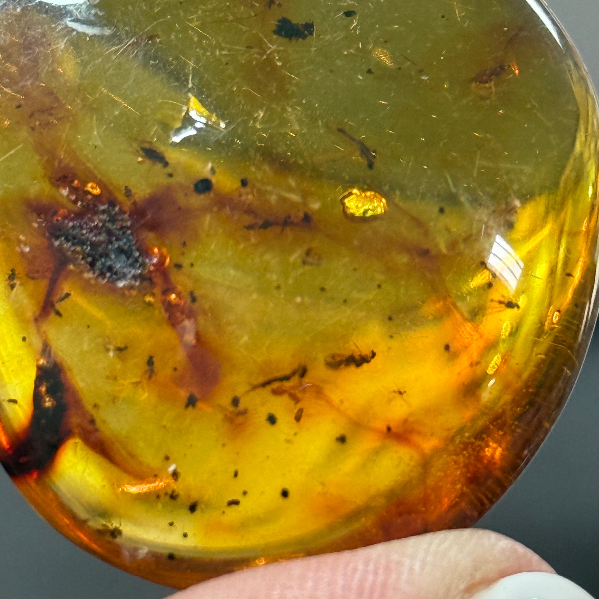 🧡 Colombian Amber with insects and plant life