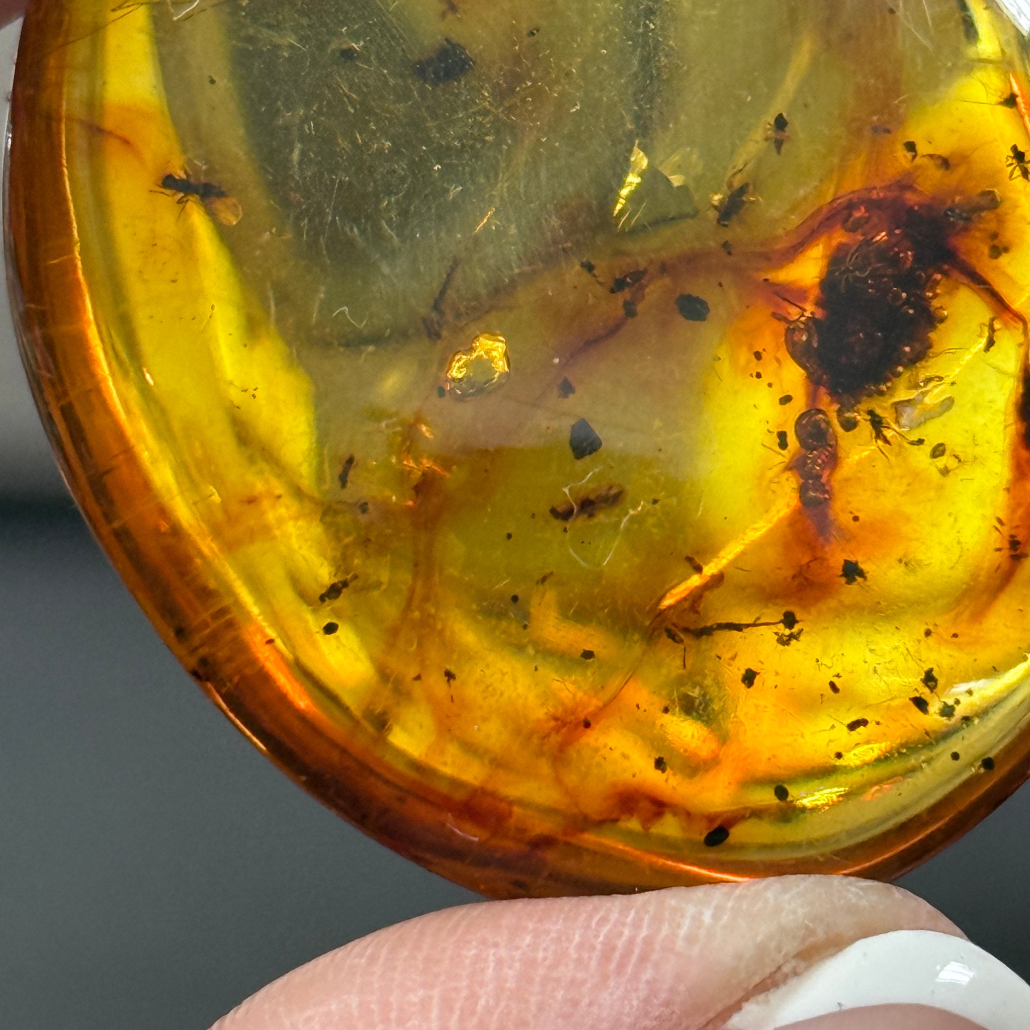 🧡 Colombian Amber with insects and plant life