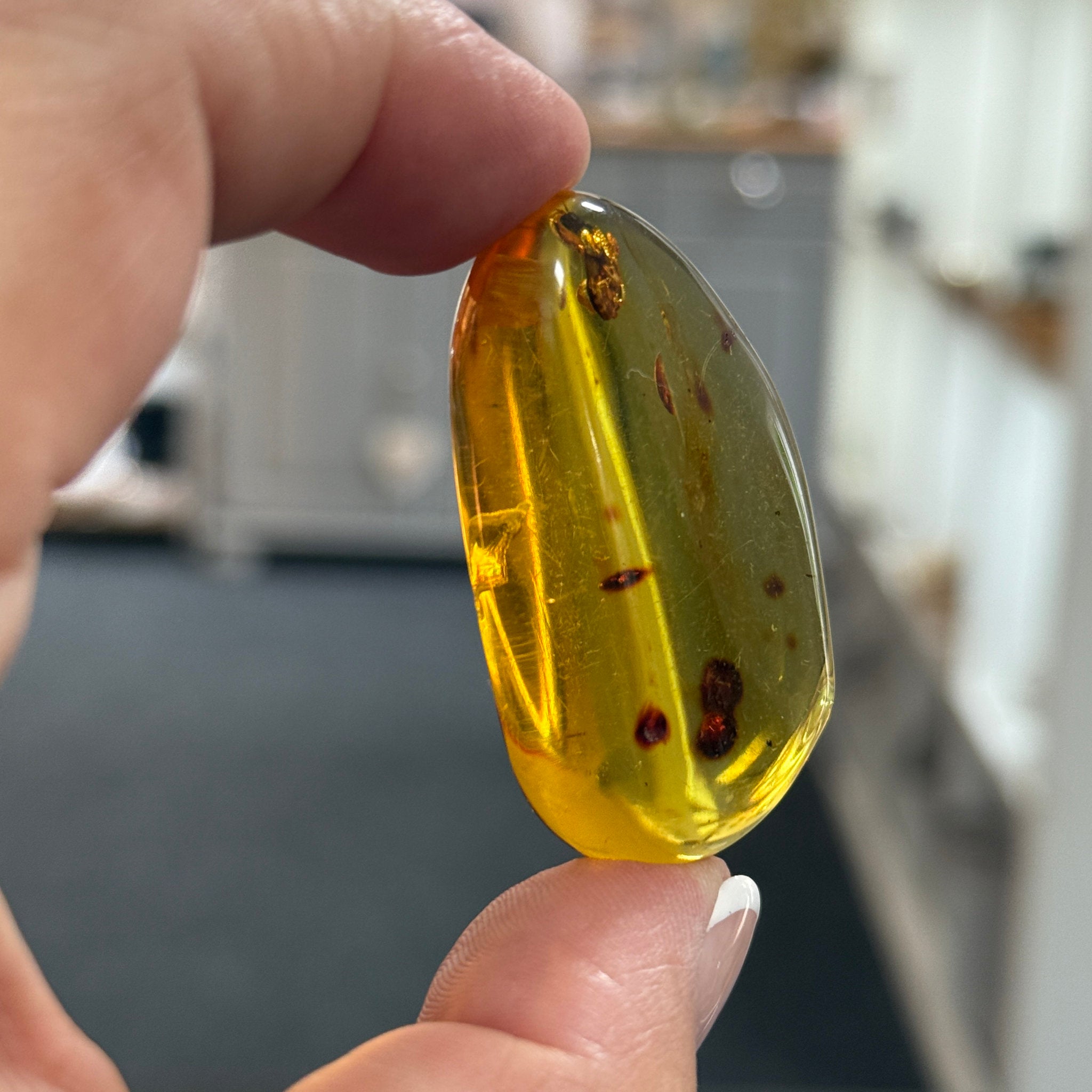 🧡 Colombian Amber with insects and plant life