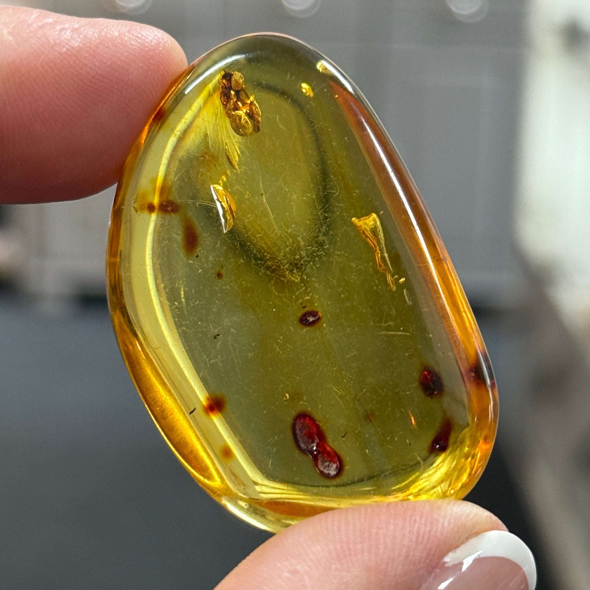 🧡 Colombian Amber with insects and plant life