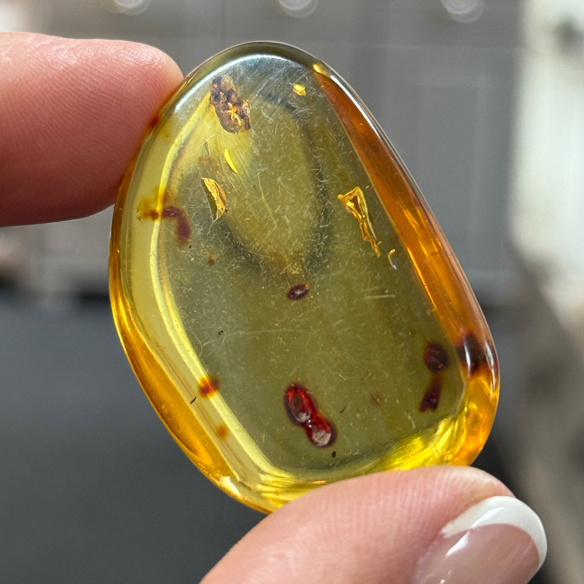 🧡 Colombian Amber with insects and plant life