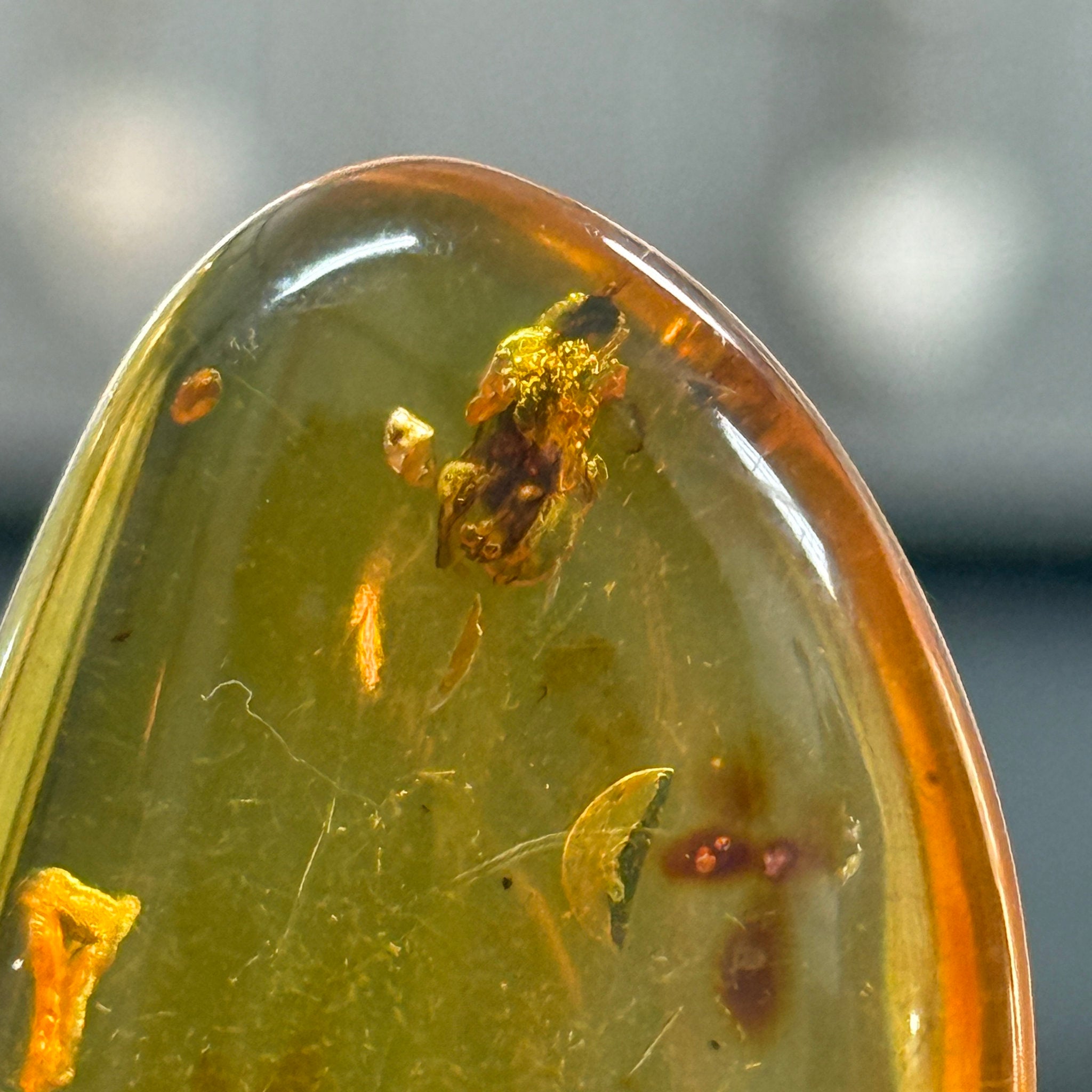 🧡 Colombian Amber with insects and plant life