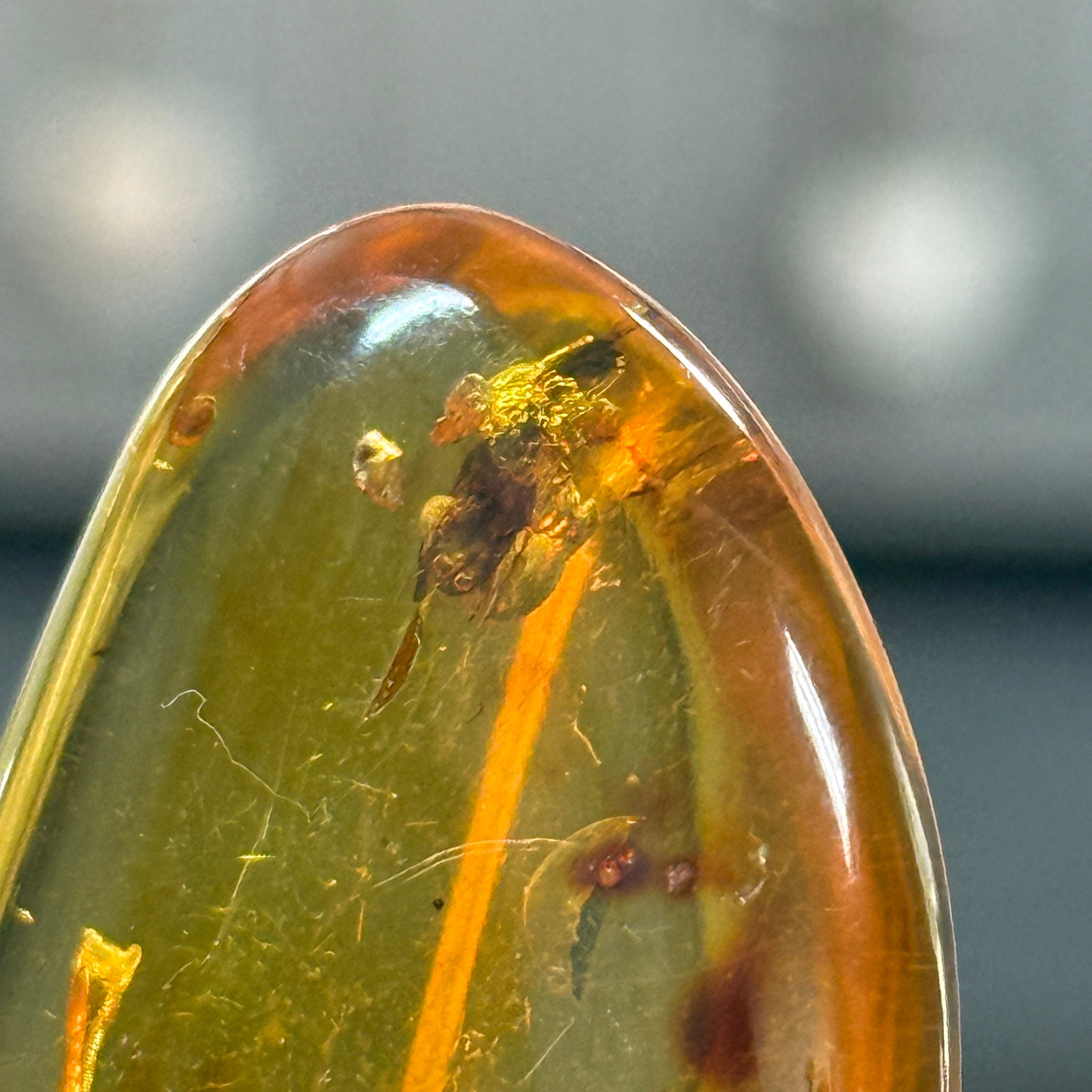🧡 Colombian Amber with insects and plant life