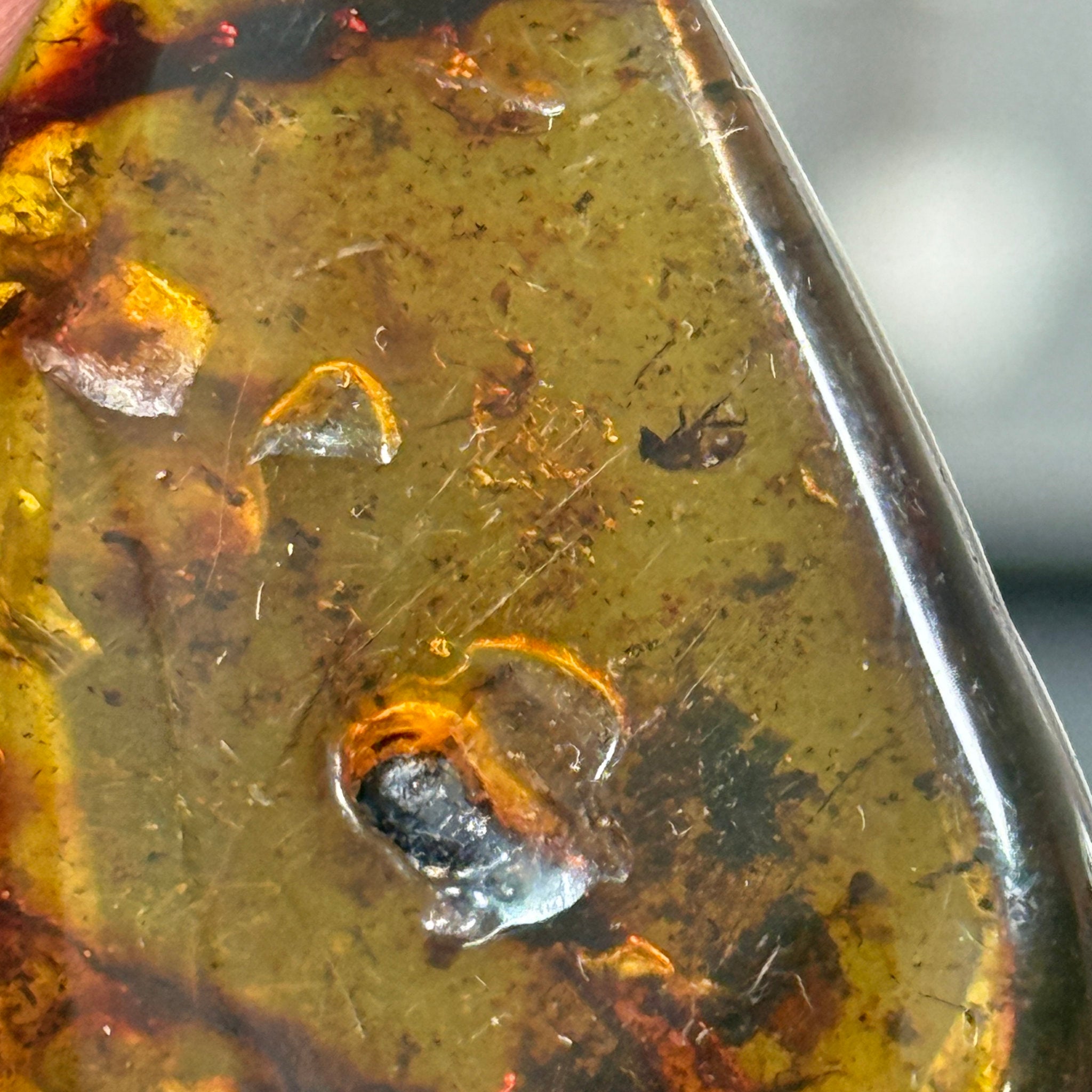 🧡 Colombian Amber with insects and plant life