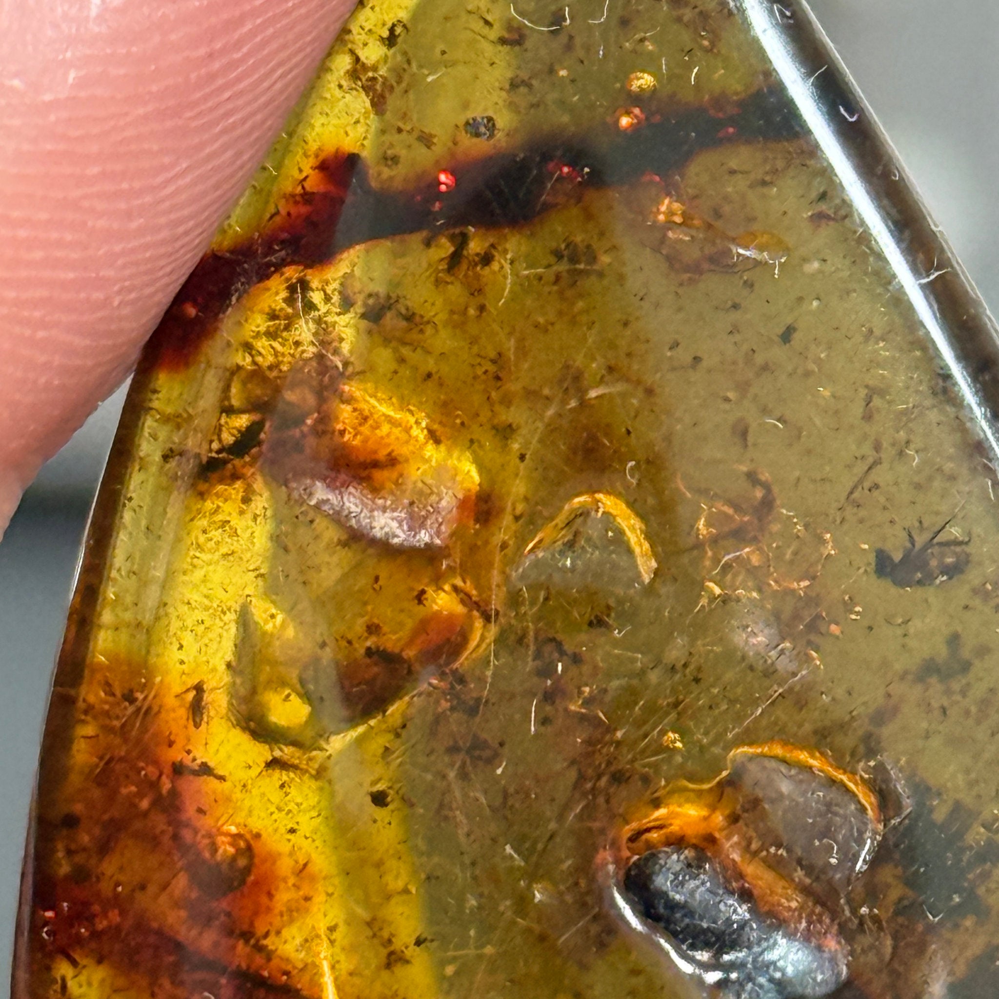 🧡 Colombian Amber with insects and plant life
