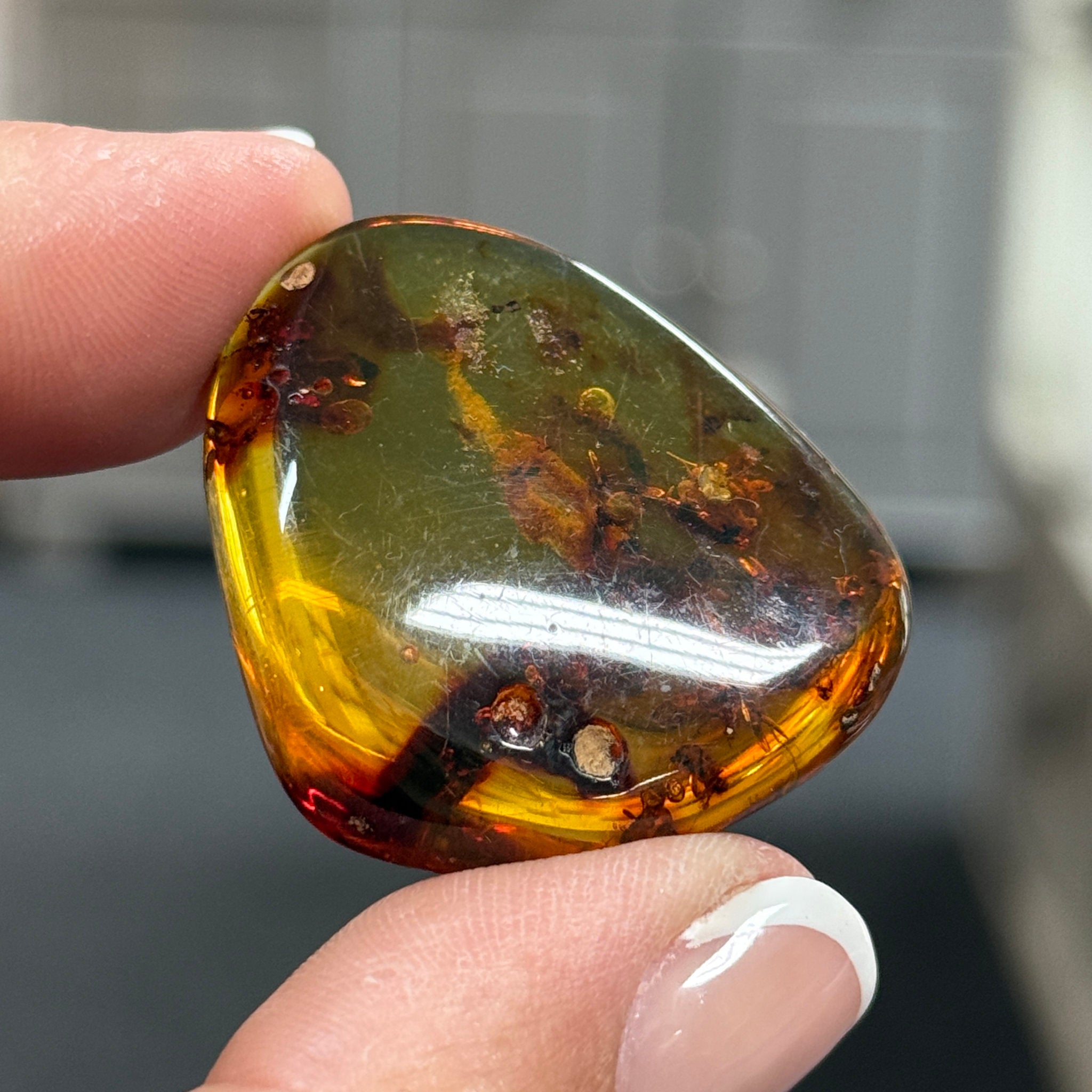 🧡 Colombian Amber with insects and plant life