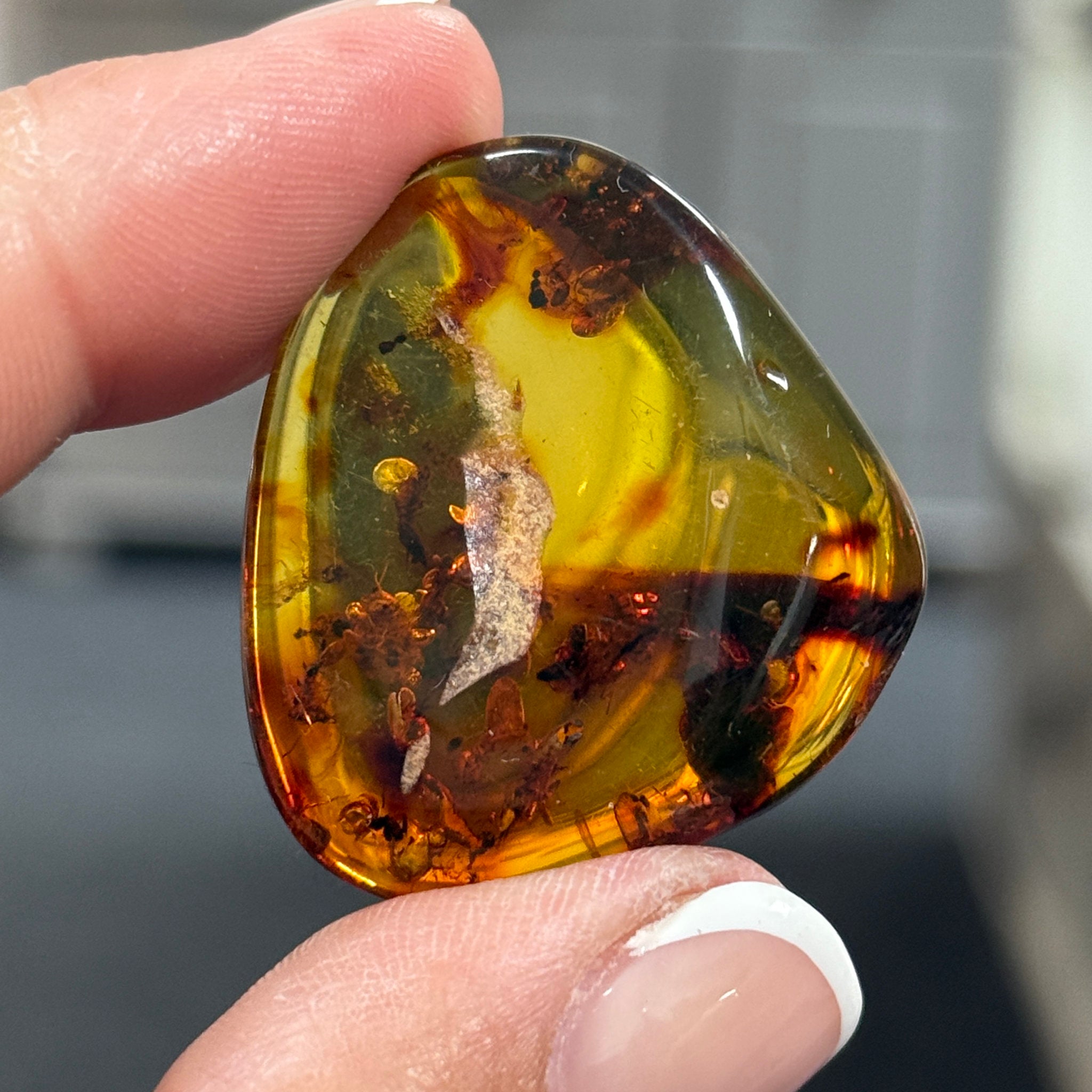 🧡 Colombian Amber with insects and plant life