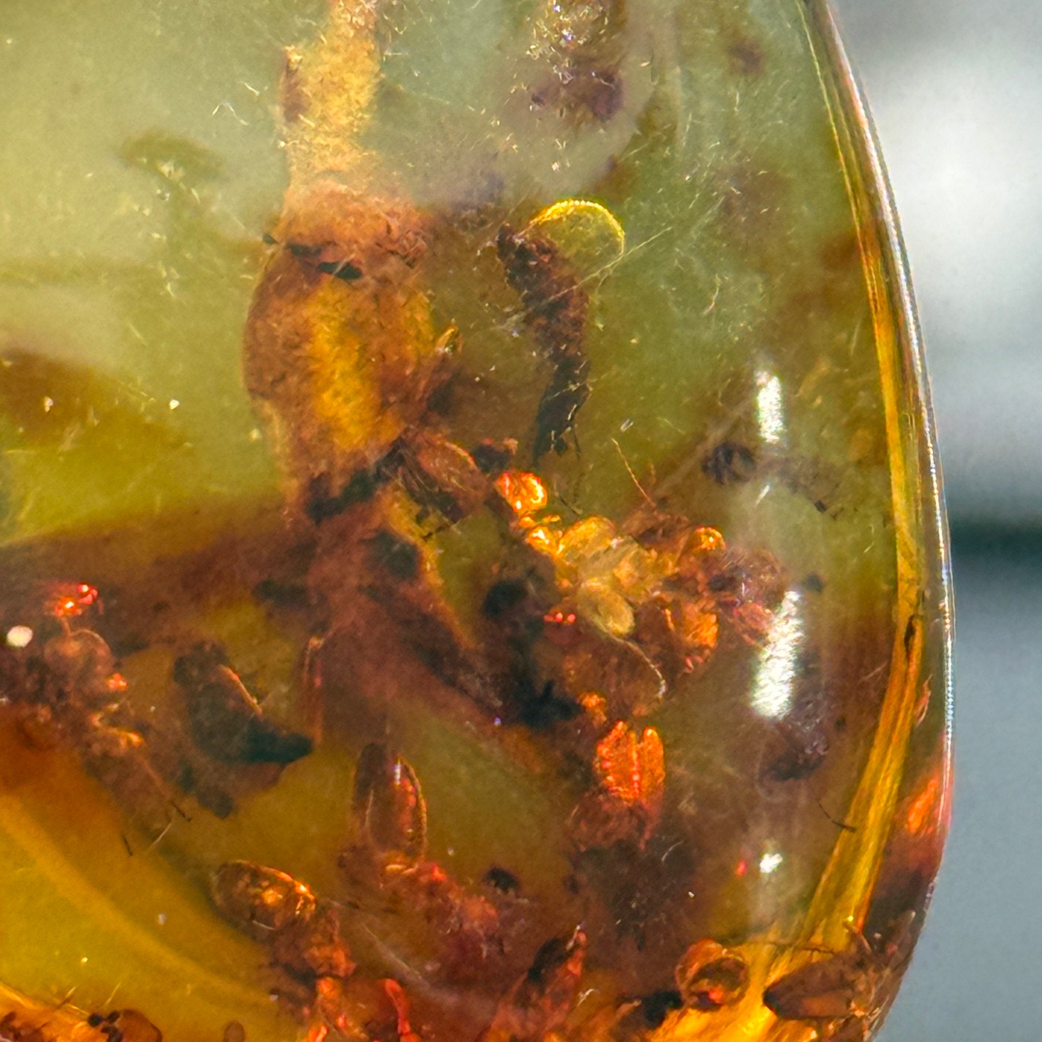 🧡 Colombian Amber with insects and plant life