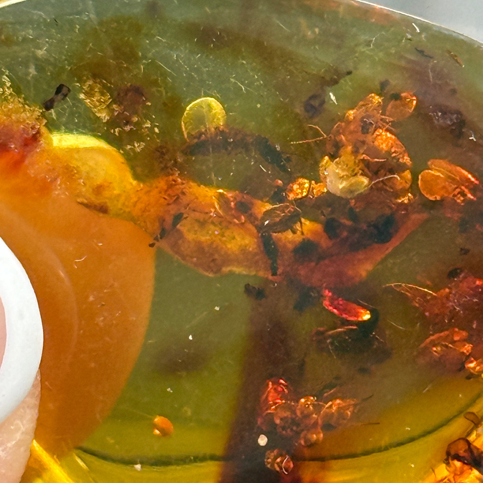 🧡 Colombian Amber with insects and plant life