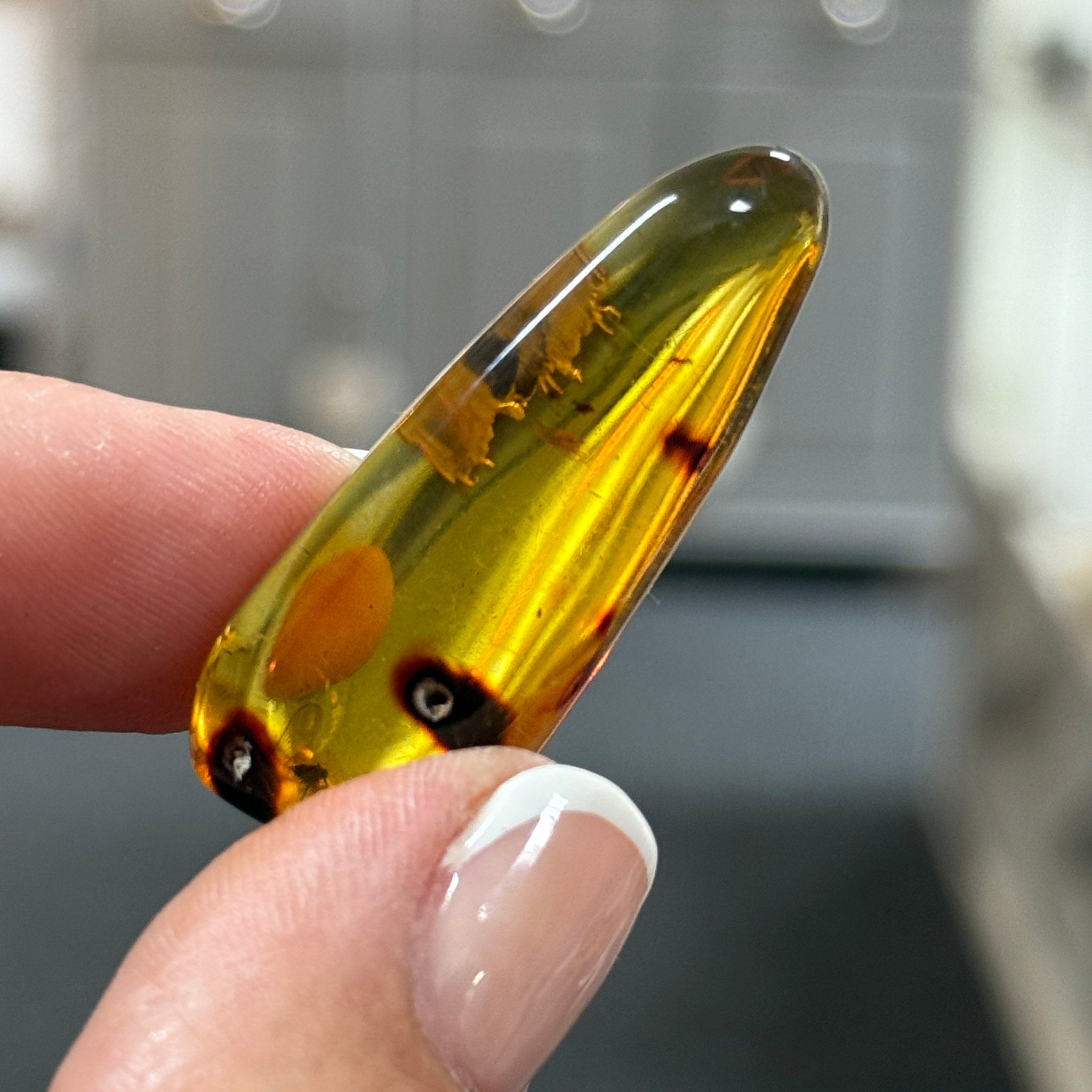 🧡 Colombian Amber with insects and plant life