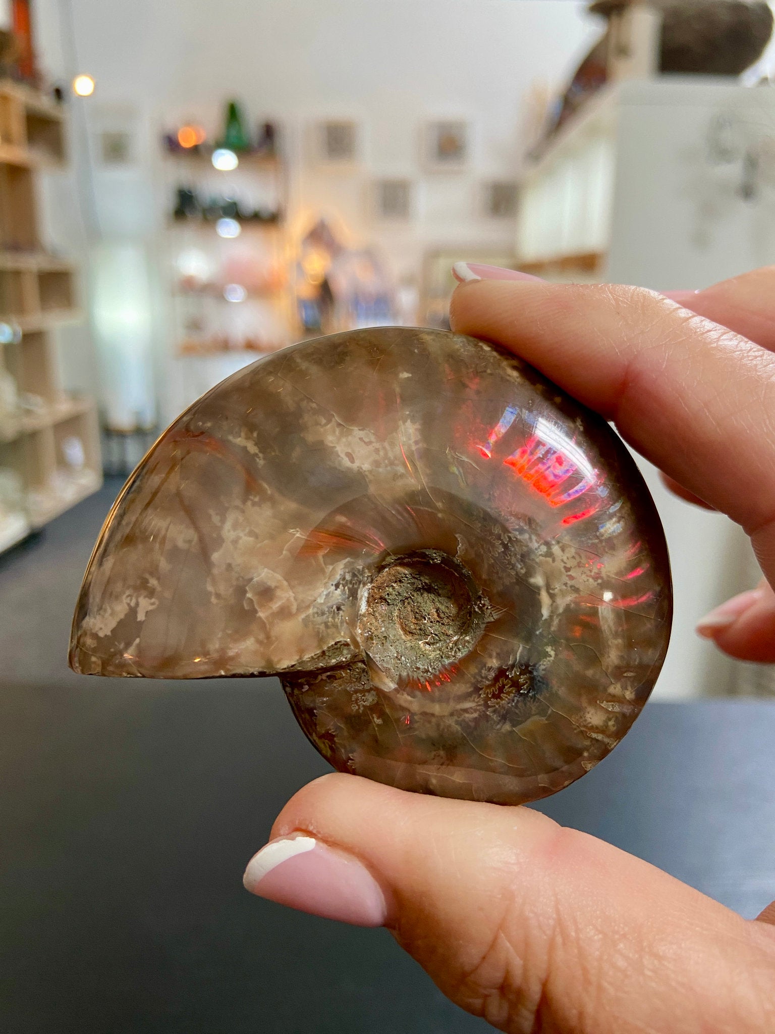 🔥 Polished Red Opalised Ammonite