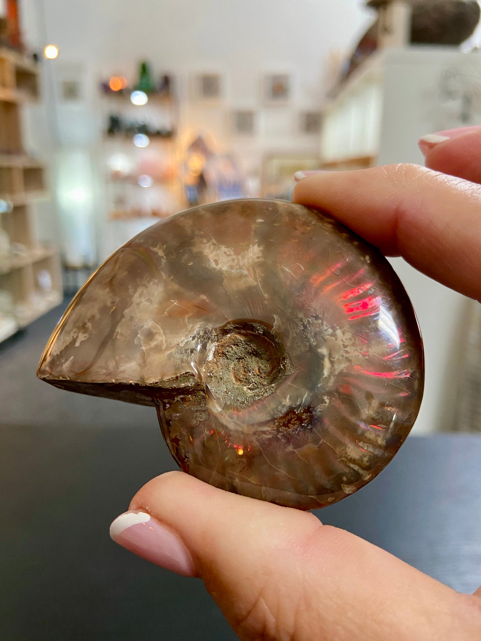 🔥 Polished Red Opalised Ammonite