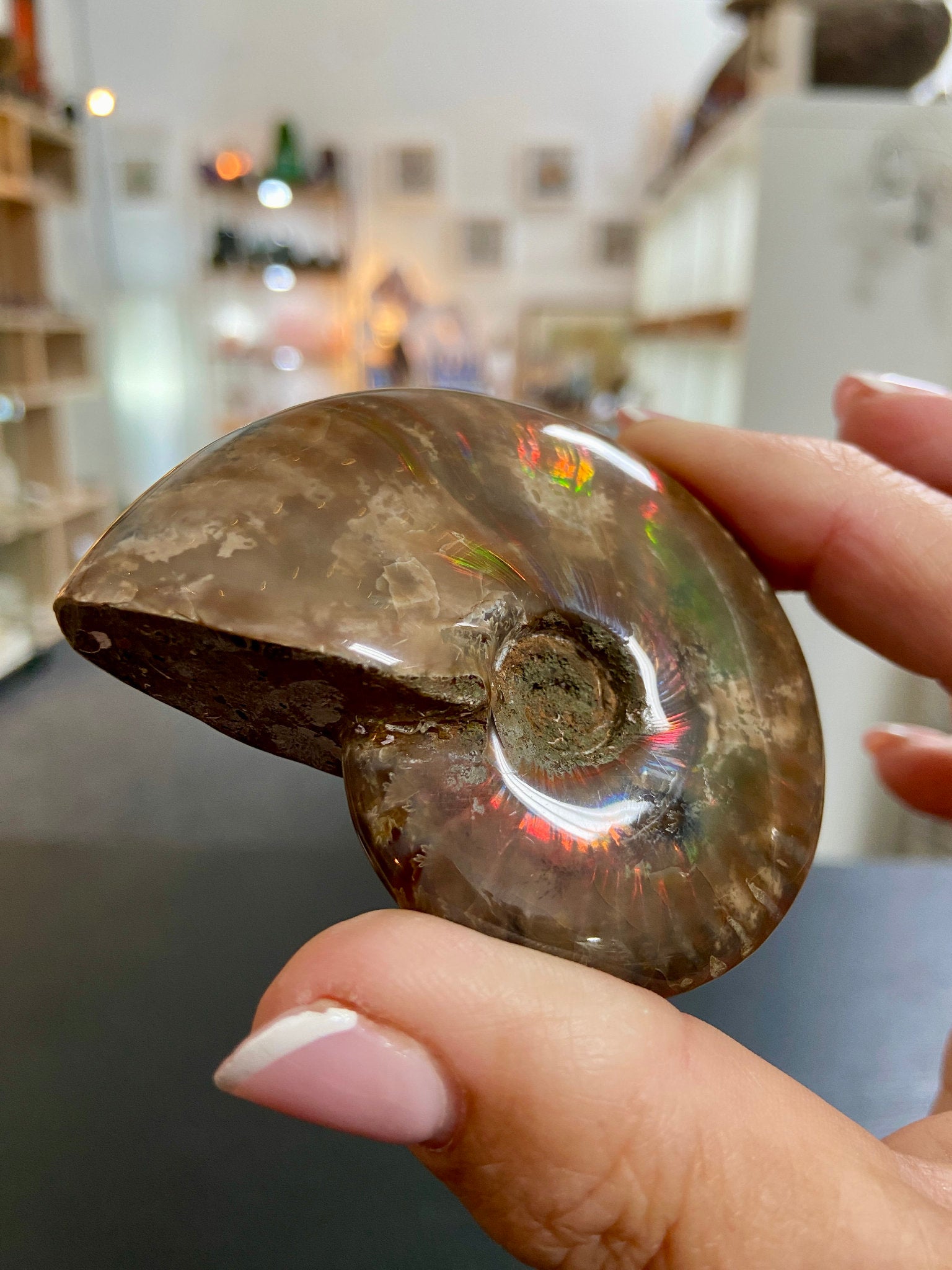🔥 Polished Red Opalised Ammonite