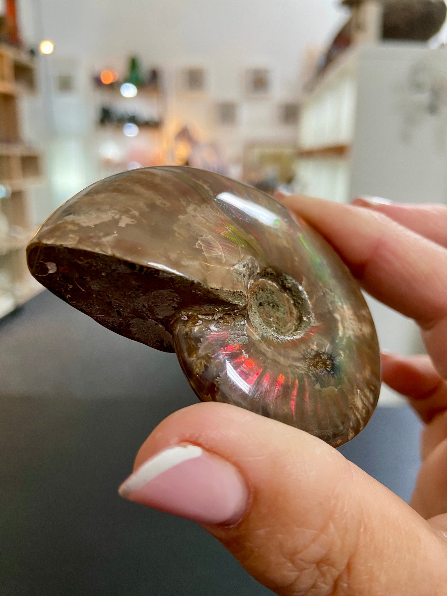 🔥 Polished Red Opalised Ammonite