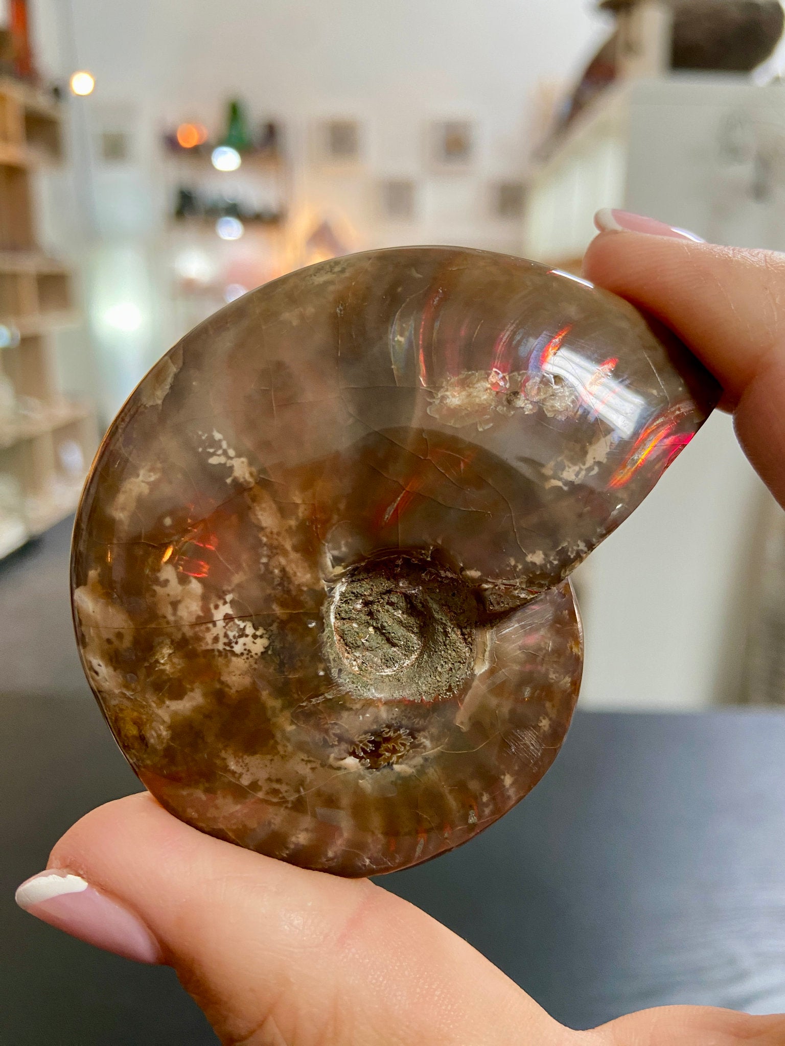 🔥 Polished Red Opalised Ammonite
