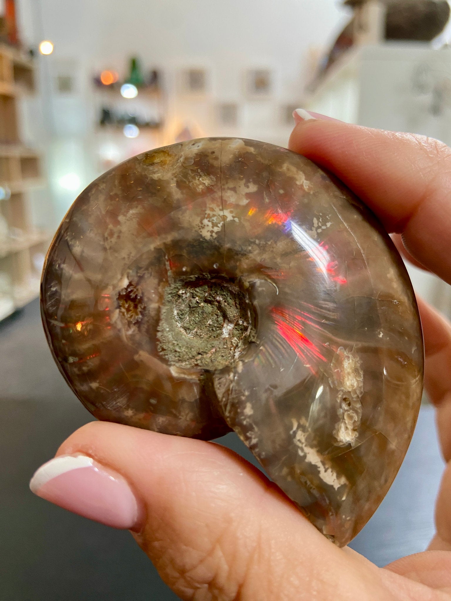 🔥 Polished Red Opalised Ammonite