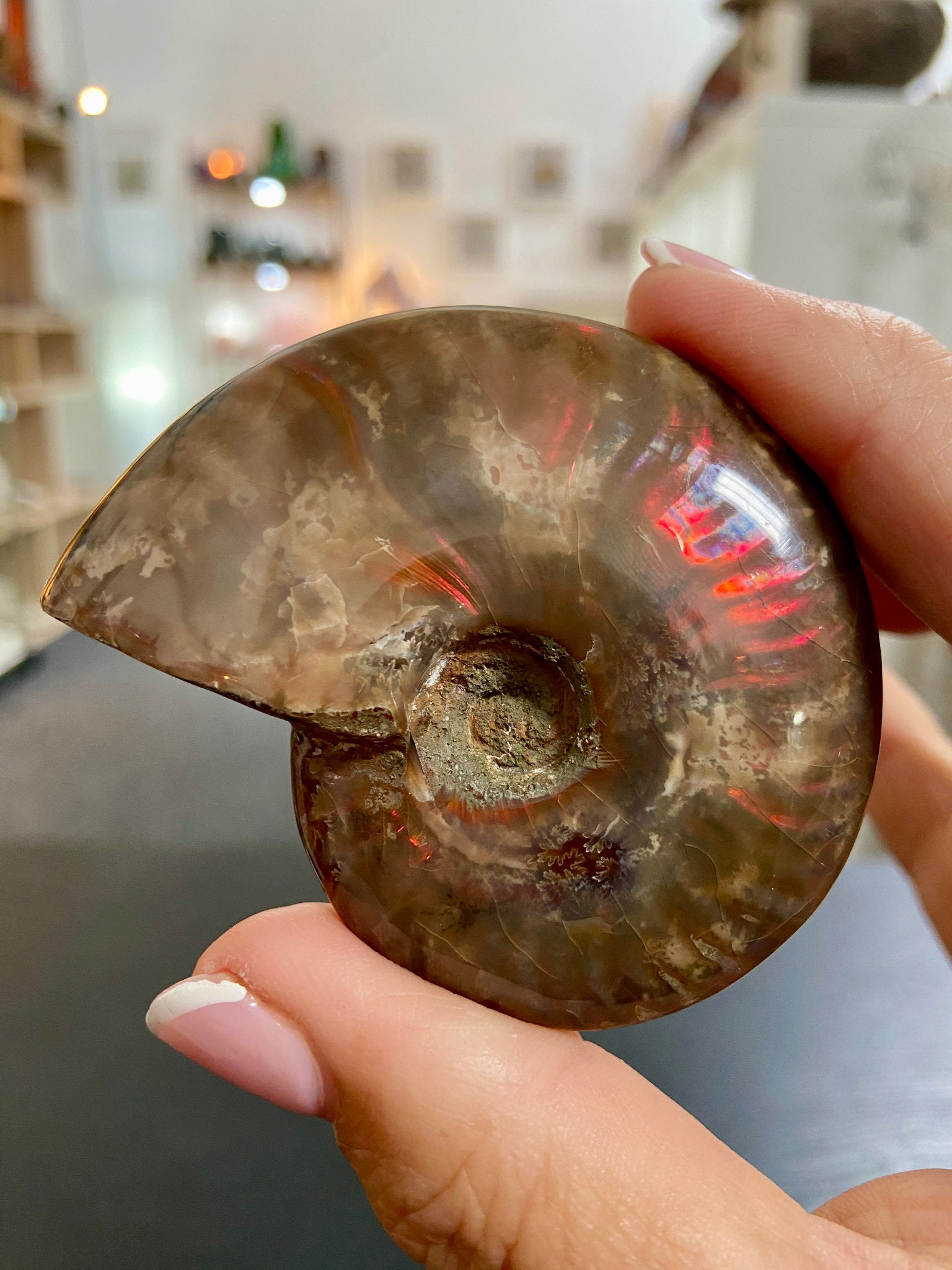 🔥 Polished Red Opalised Ammonite