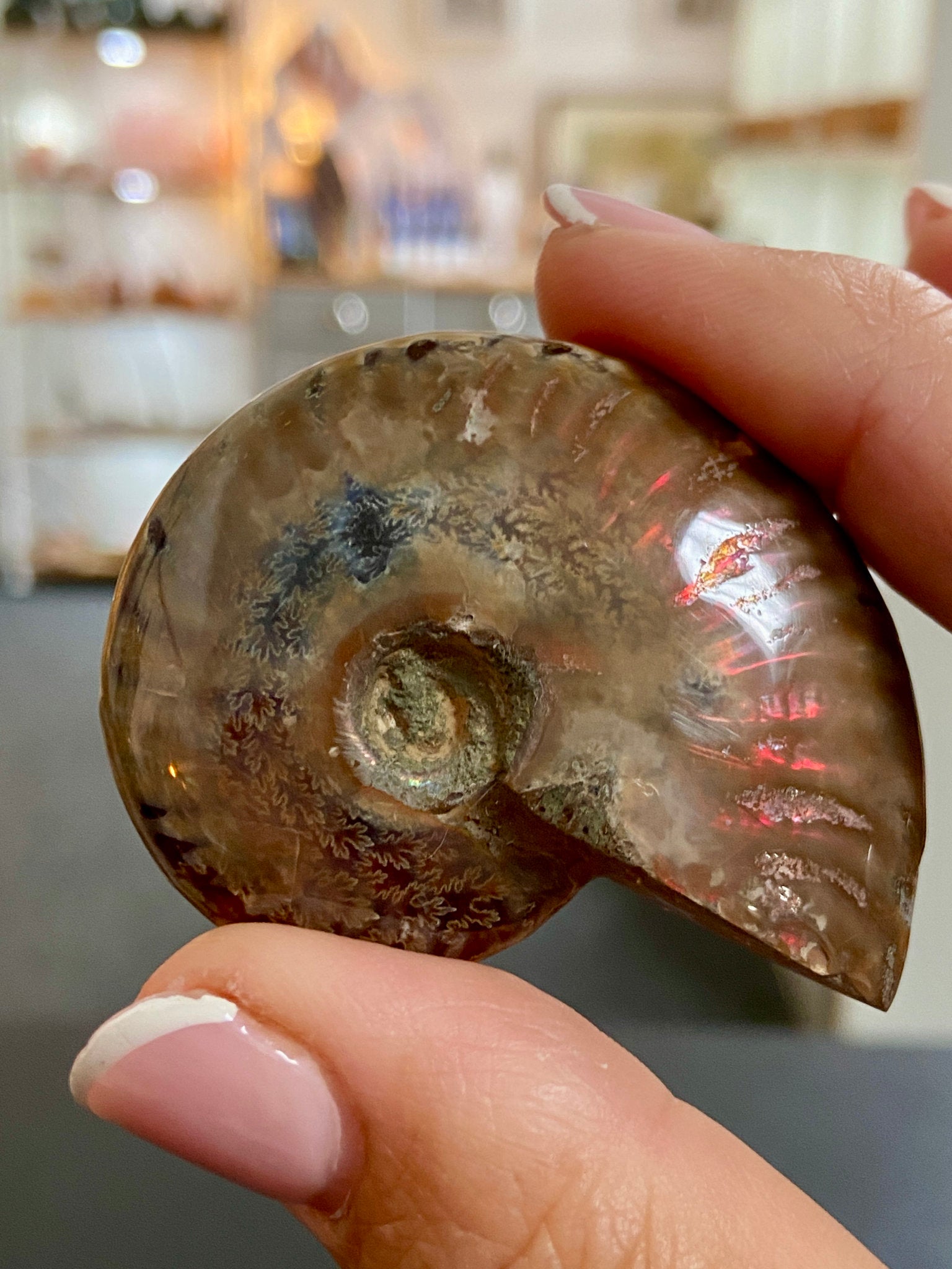 🔥 Polished Red Opalised Ammonite