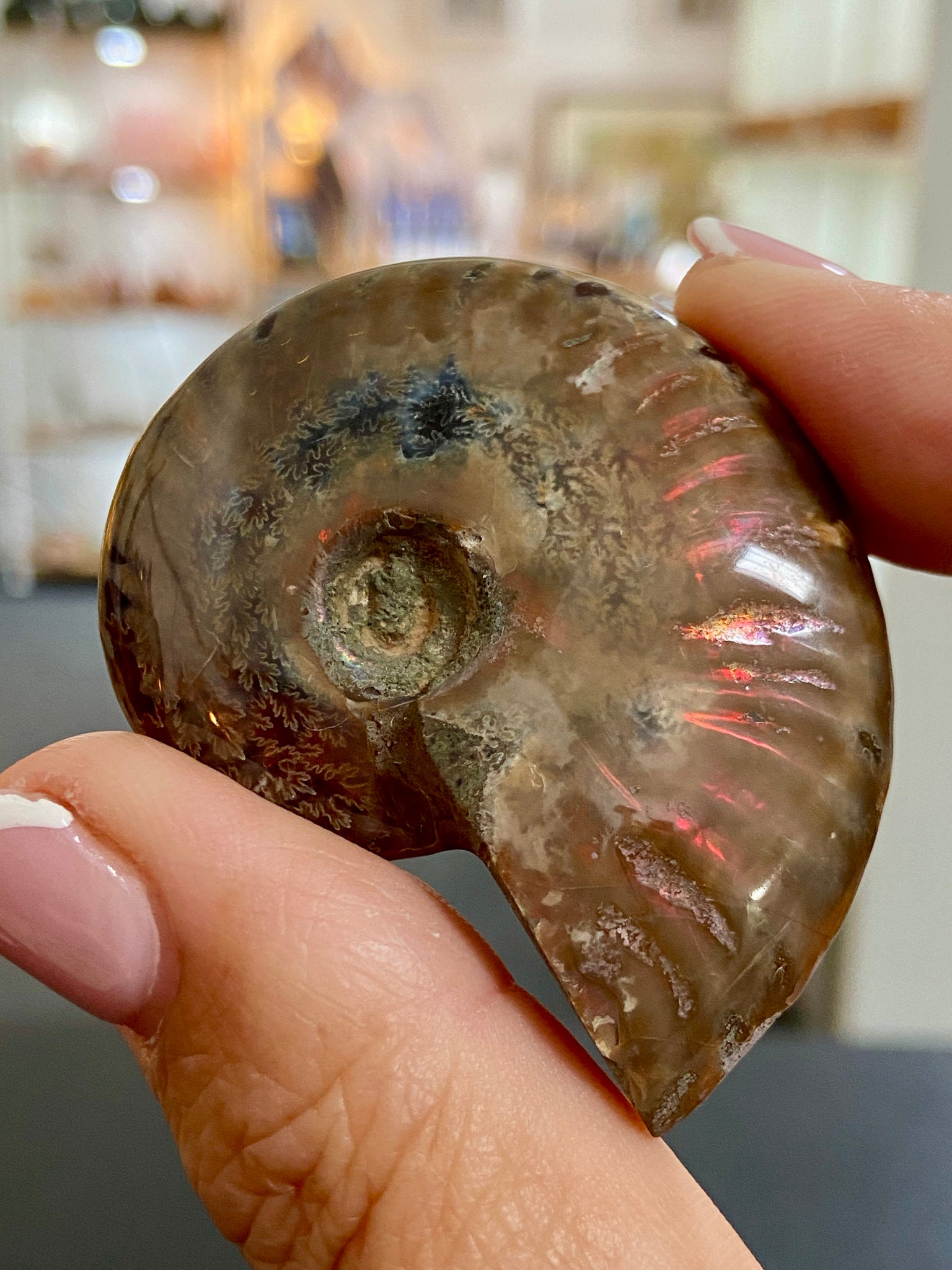 🔥 Polished Red Opalised Ammonite