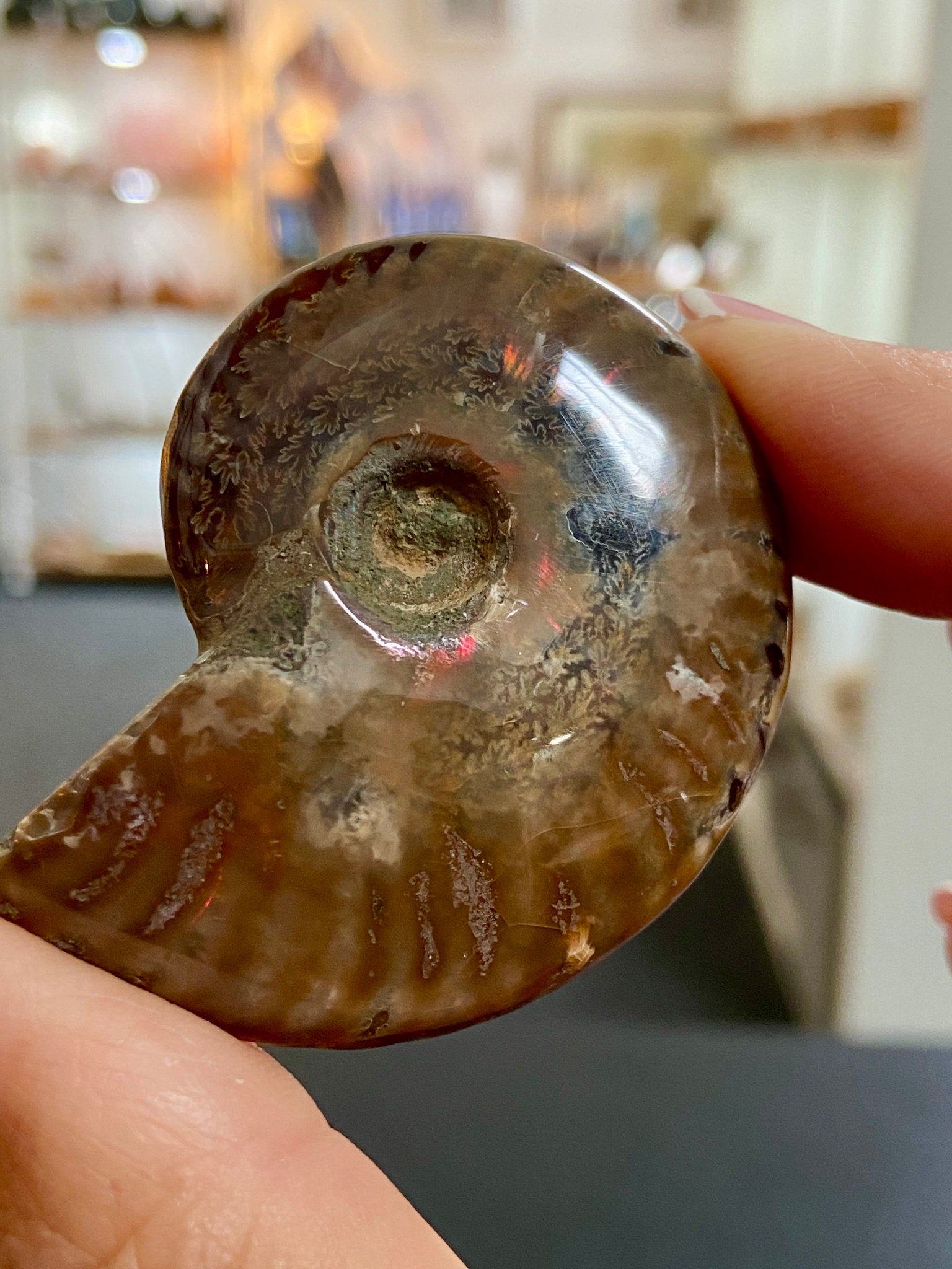 🔥 Polished Red Opalised Ammonite