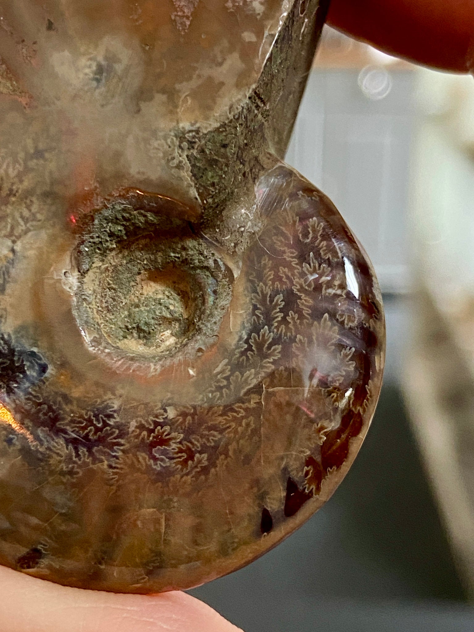 🔥 Polished Red Opalised Ammonite