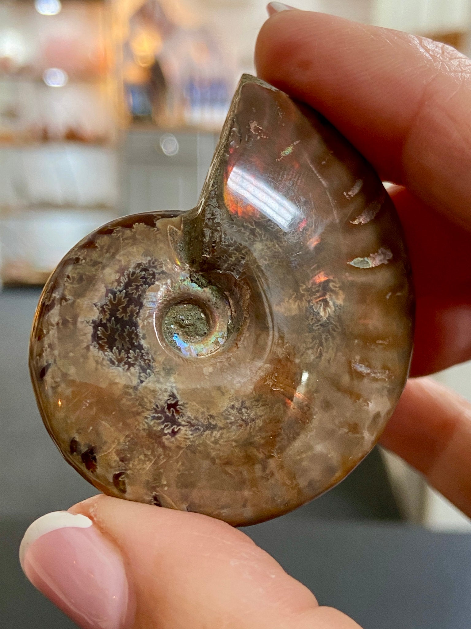 🔥 Polished Red Opalised Ammonite