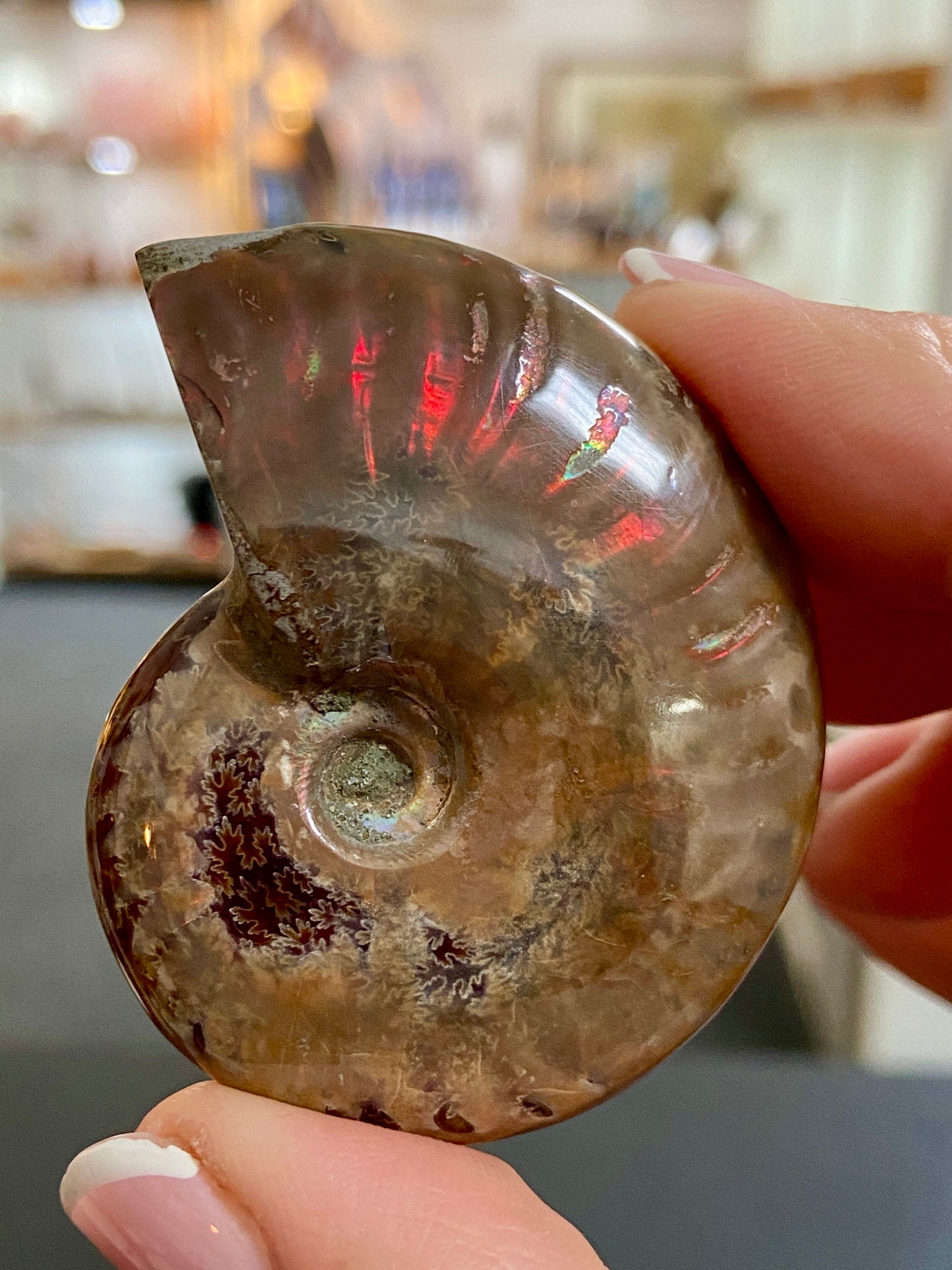 🔥 Polished Red Opalised Ammonite