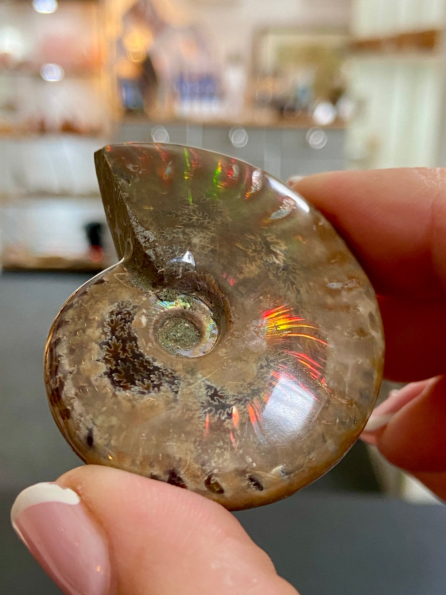 🔥 Polished Red Opalised Ammonite
