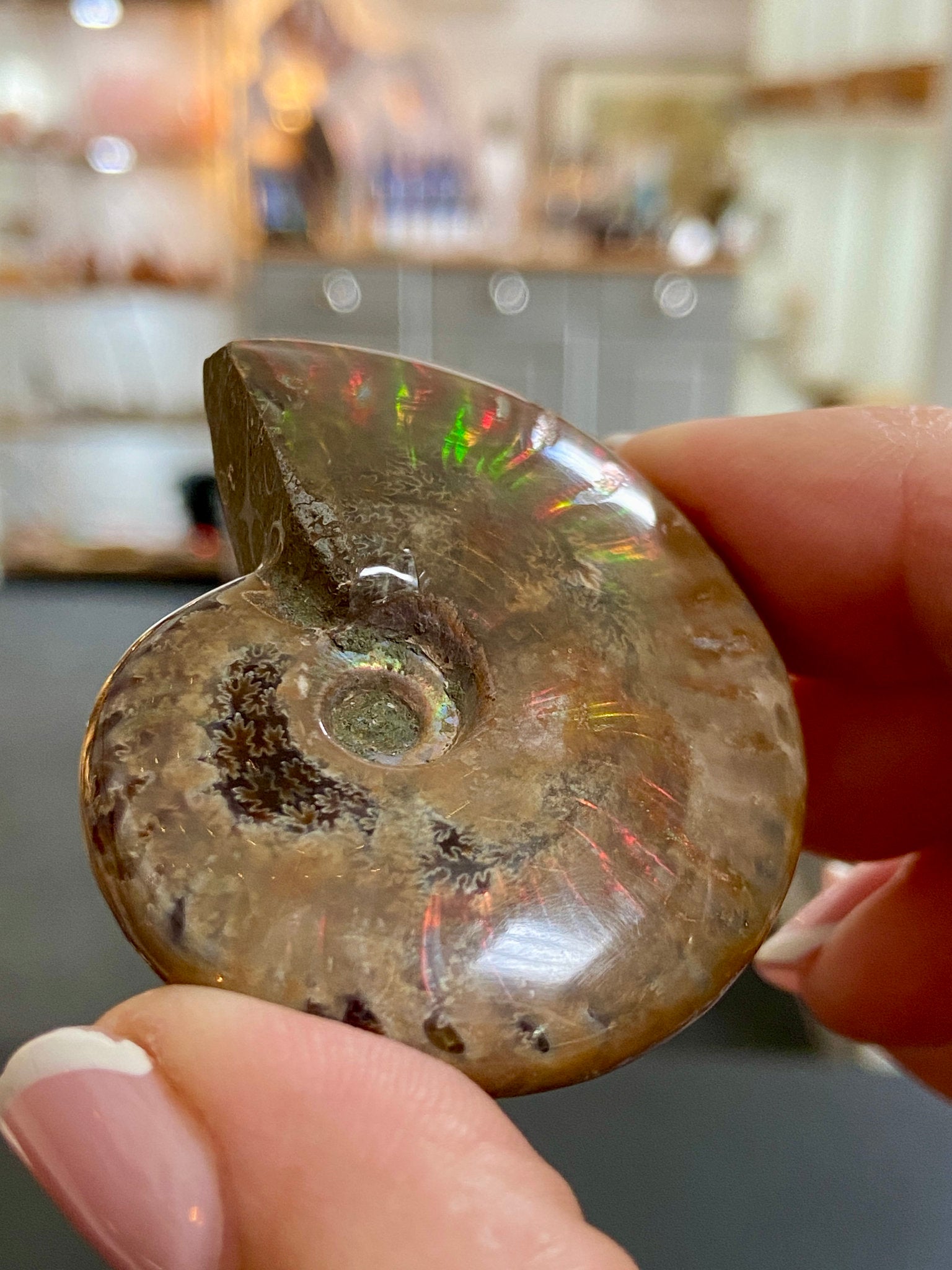 🔥 Polished Red Opalised Ammonite