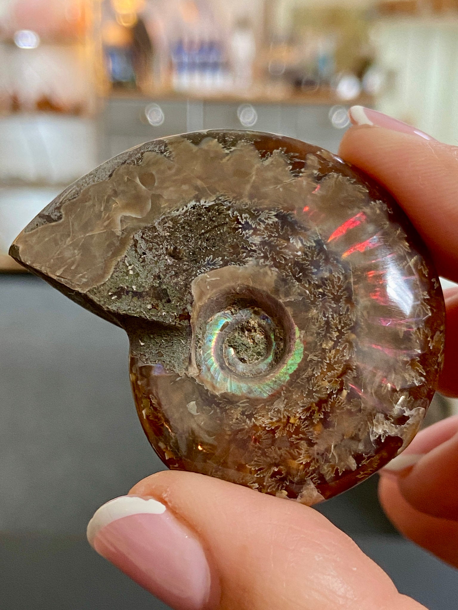 🔥 Polished Red Opalised Ammonite
