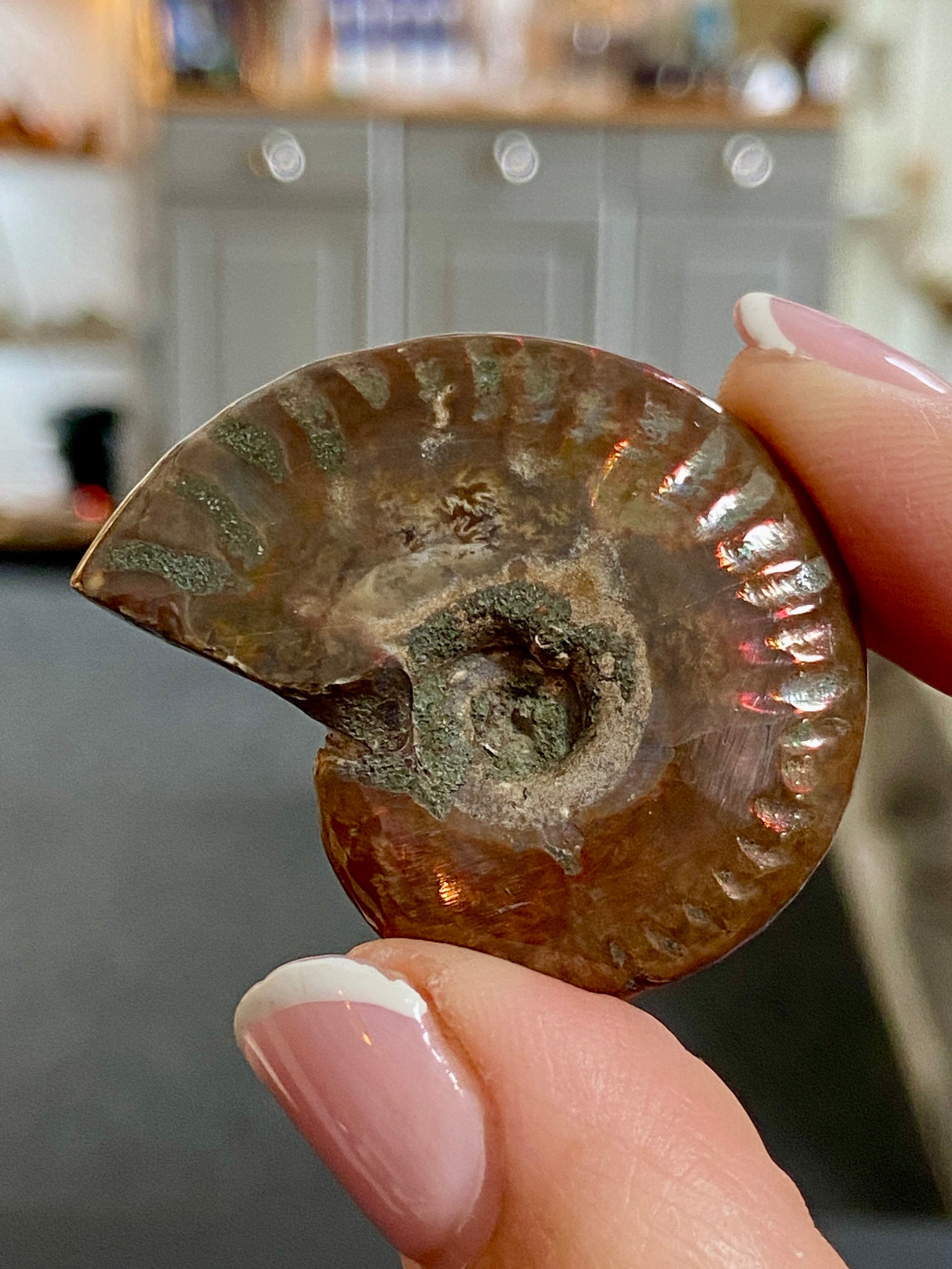 🔥 Polished Red Opalised Ammonite
