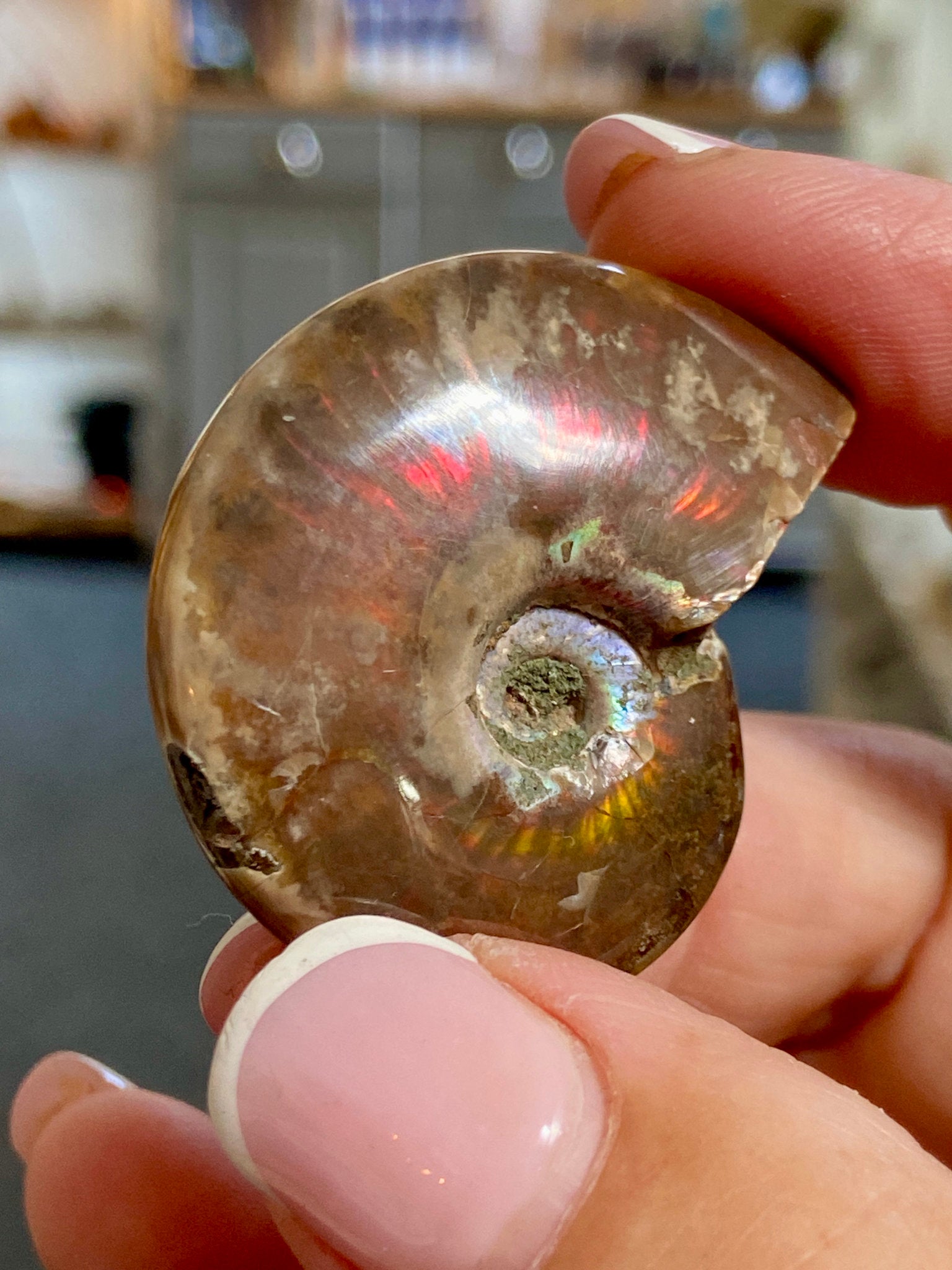 🔥 Polished Red Opalised Ammonite