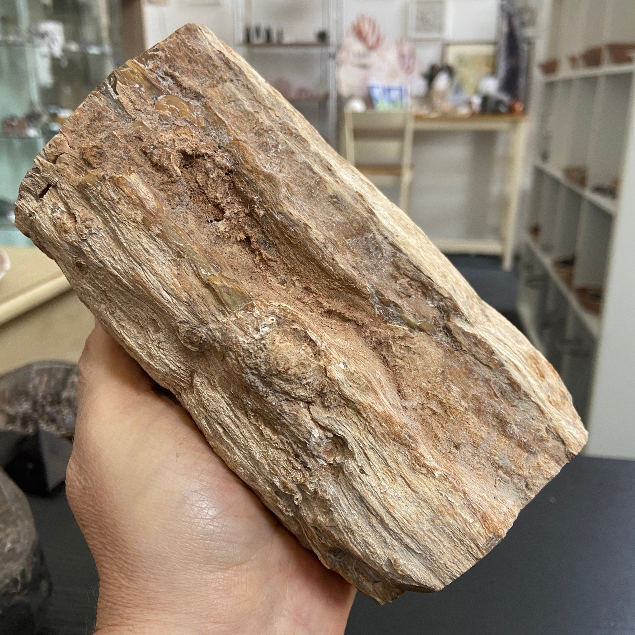 Petrified Log - Branch Section