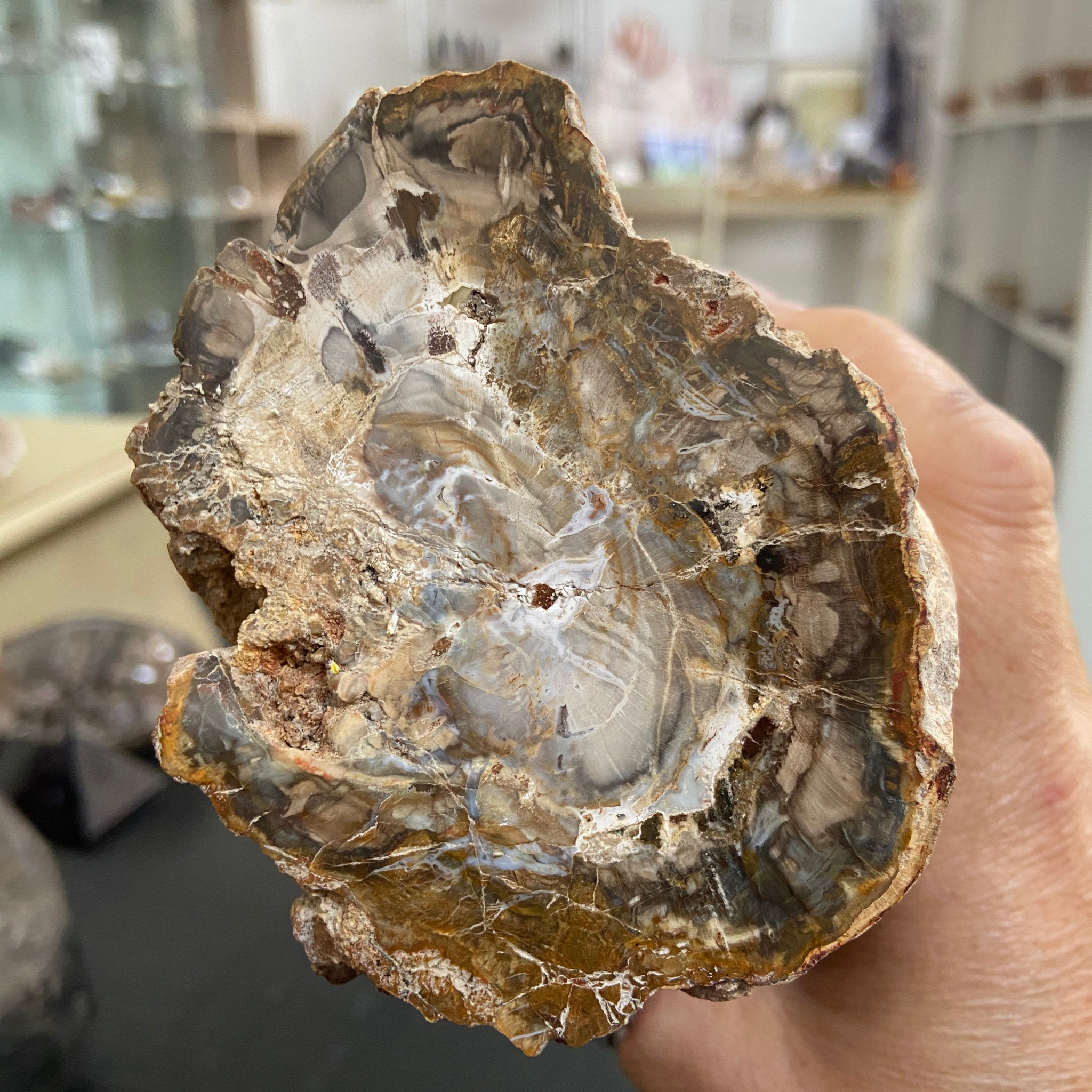 Petrified Log - Branch Section