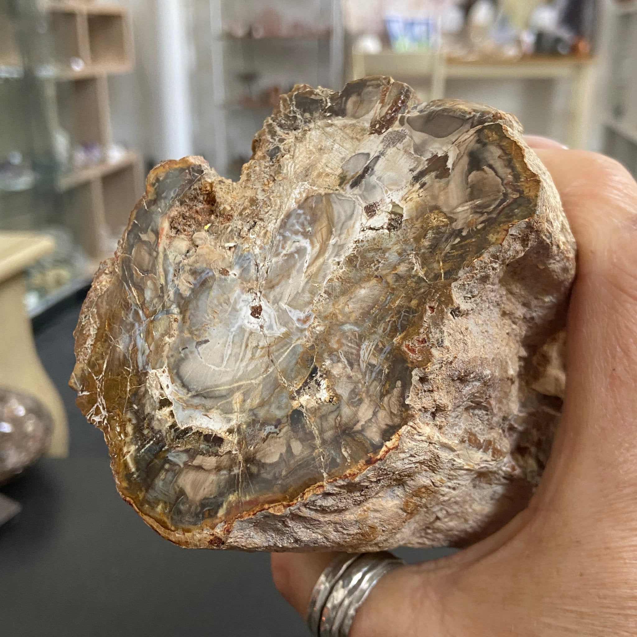 Petrified Log - Branch Section